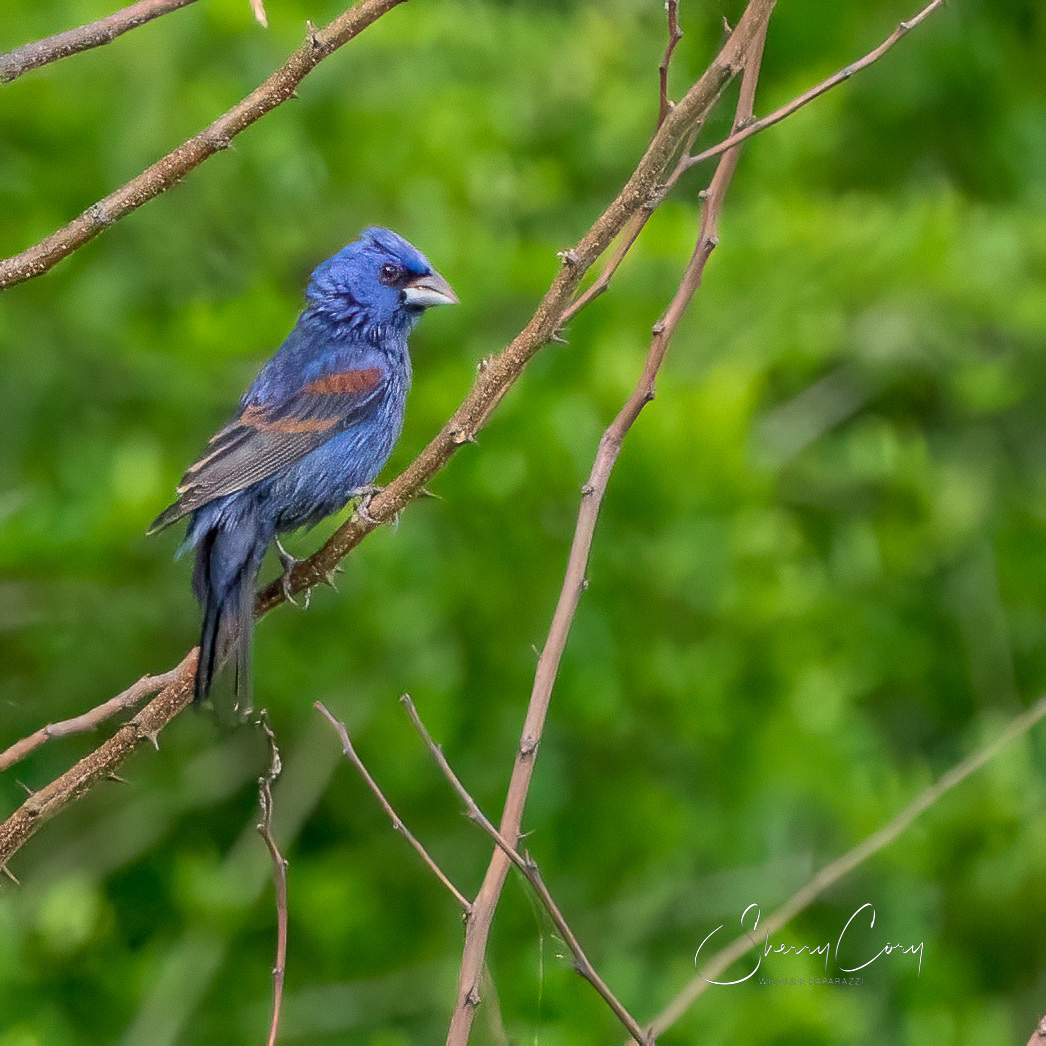 Male Blue Grosbeak