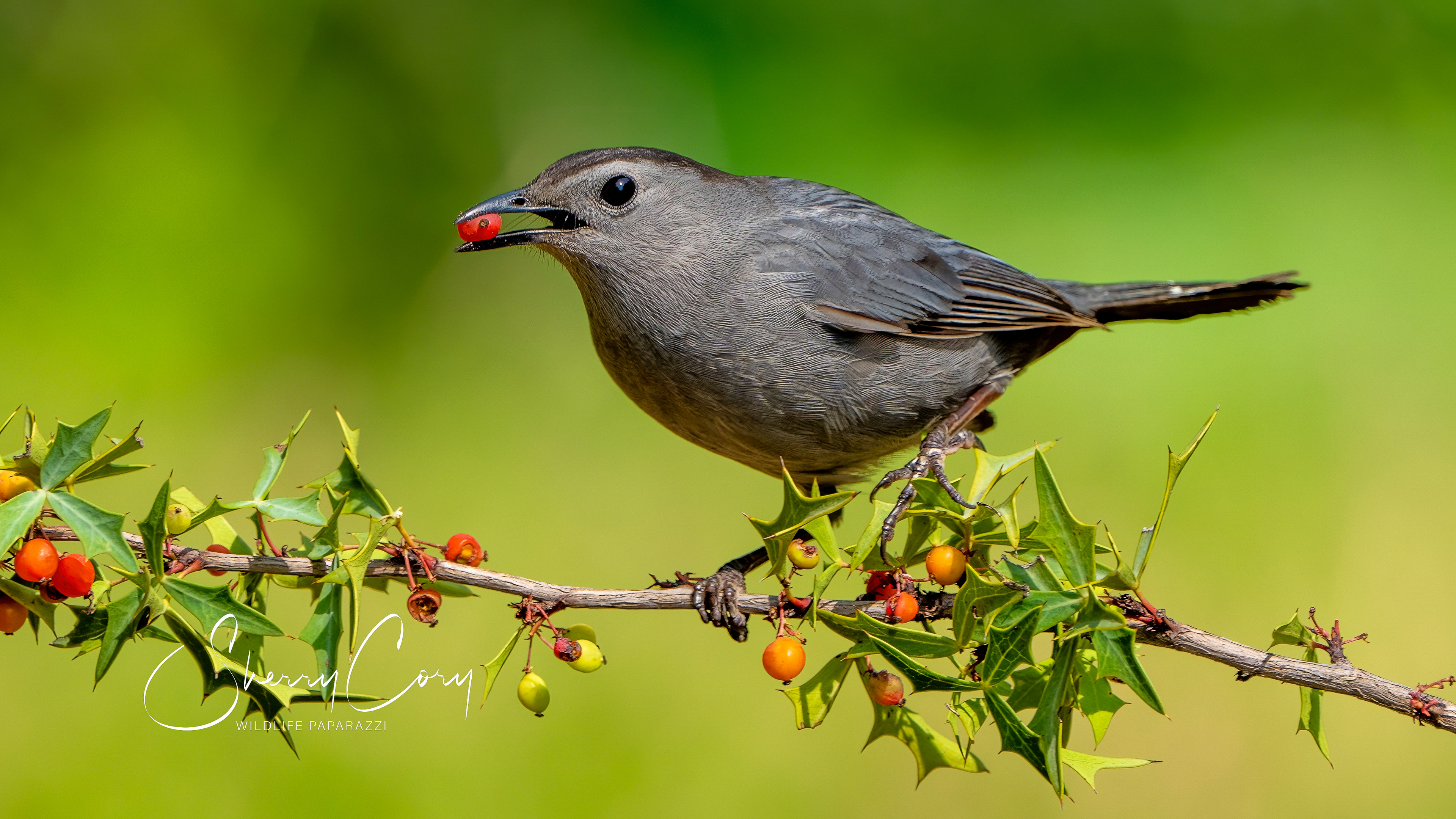 Gray Catbird (Dumetella carolinensis)