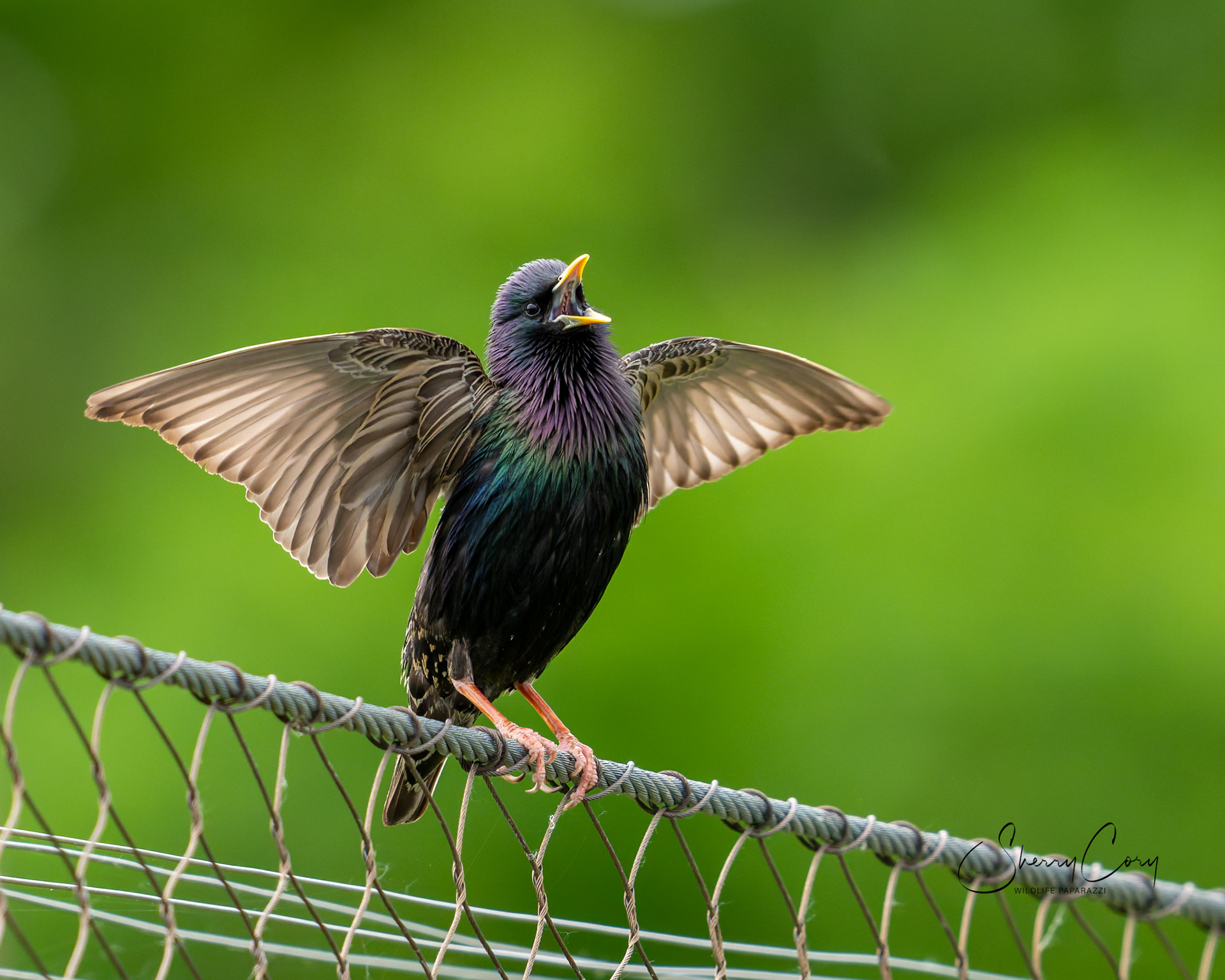 European Starling (Sturnus vulgaris)