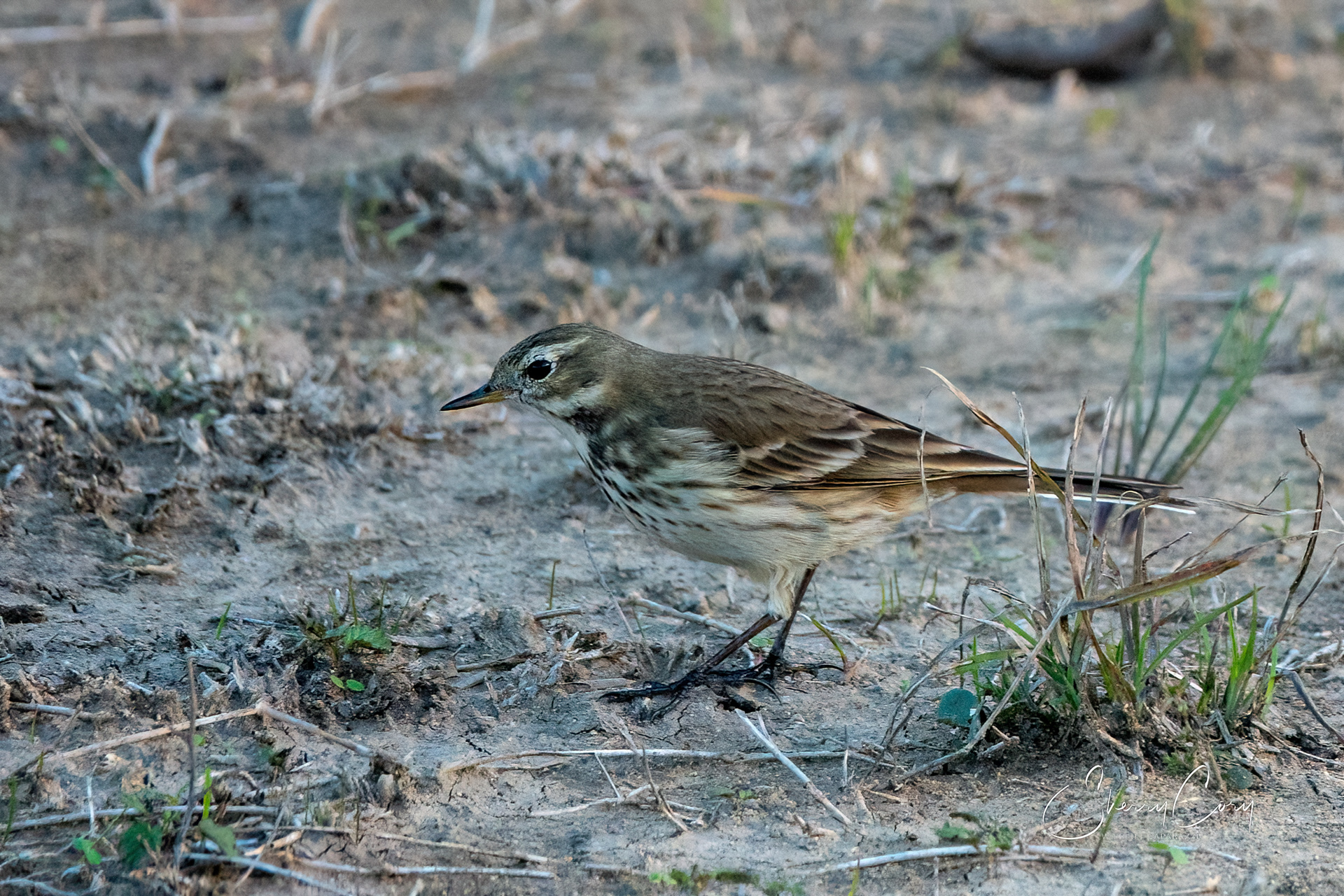 American Pipit (Anthus rubescens)