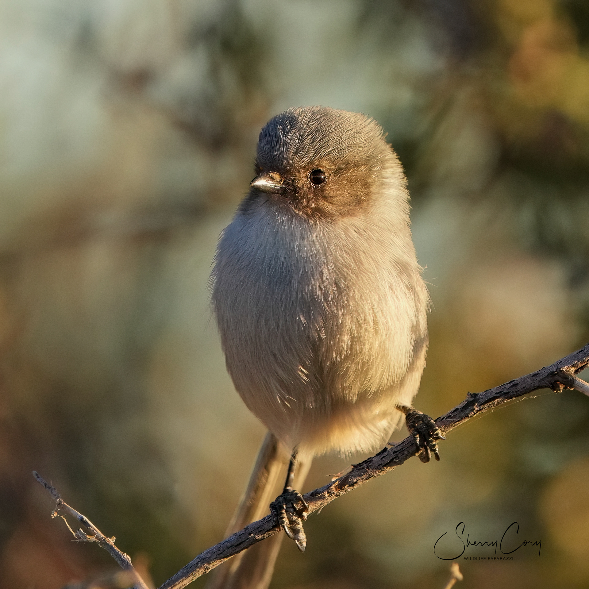 Bushtit (Psaltriparus minimus)