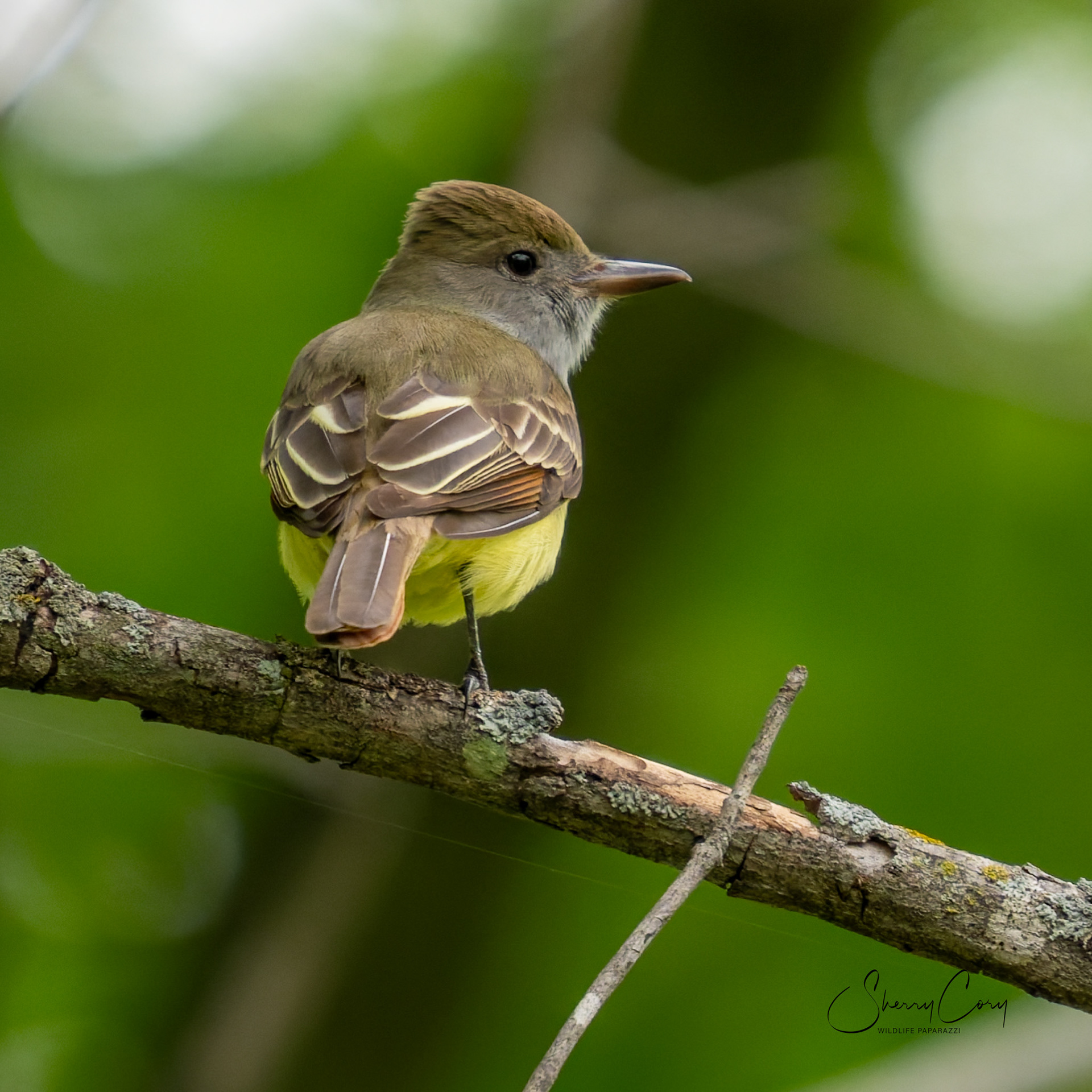 Great Crested Flycatcher (Myiarchus crinitus)