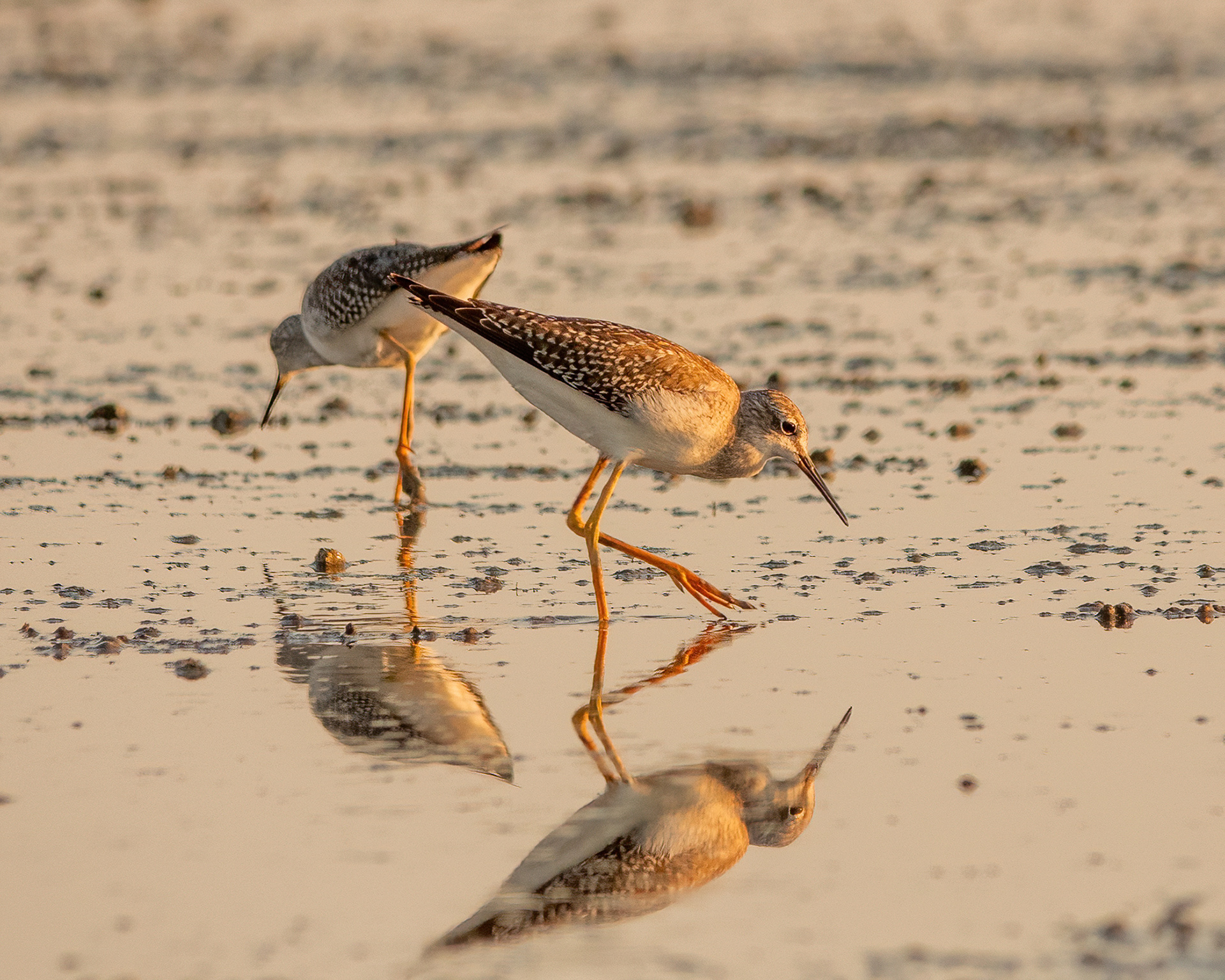  Lesser Yellowlegs (Tringa flavipes)