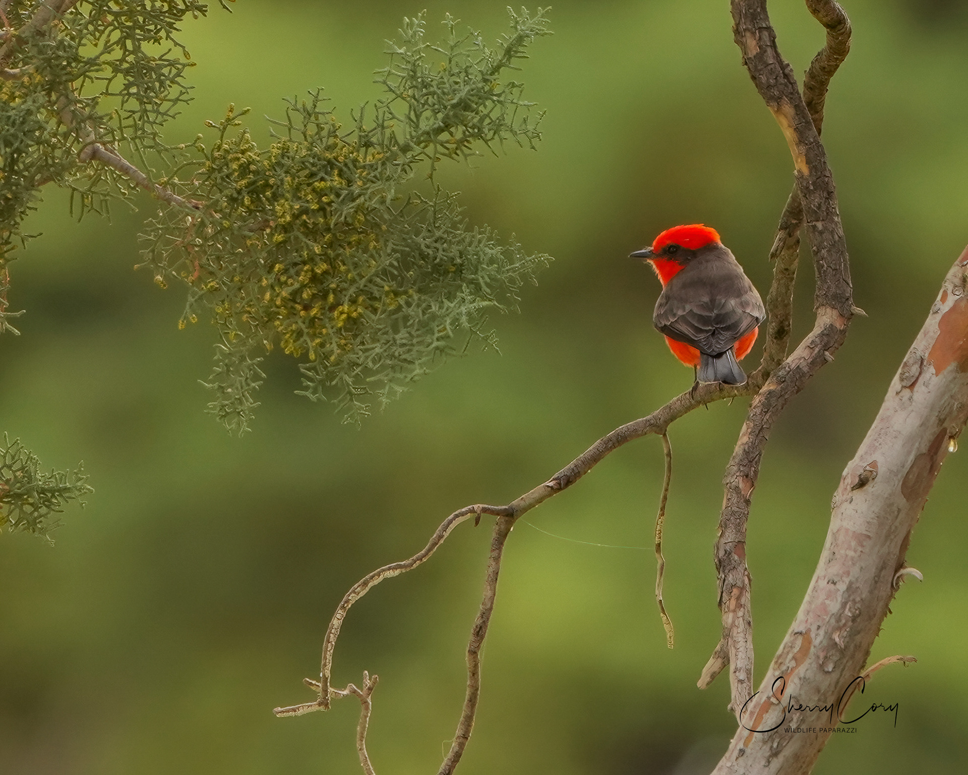 Vermillion Flycatcher
