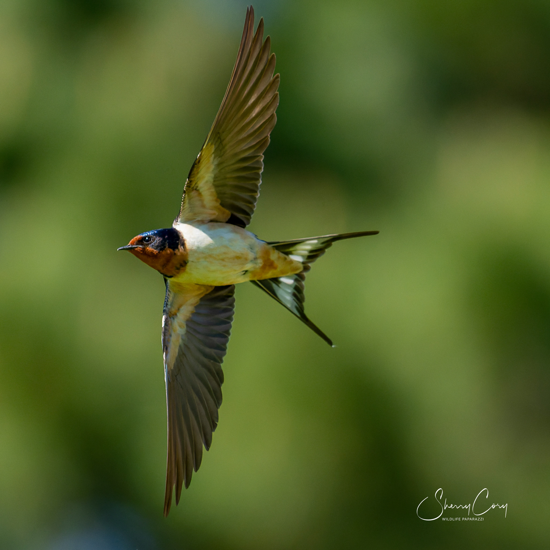 Barn Swallows (Hirundo rustica)