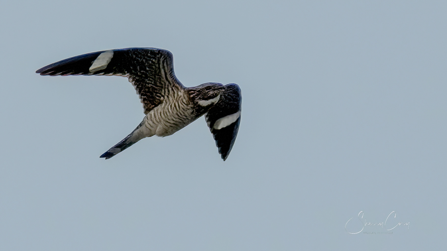 Common Nighthawk (Chordeiles minor)