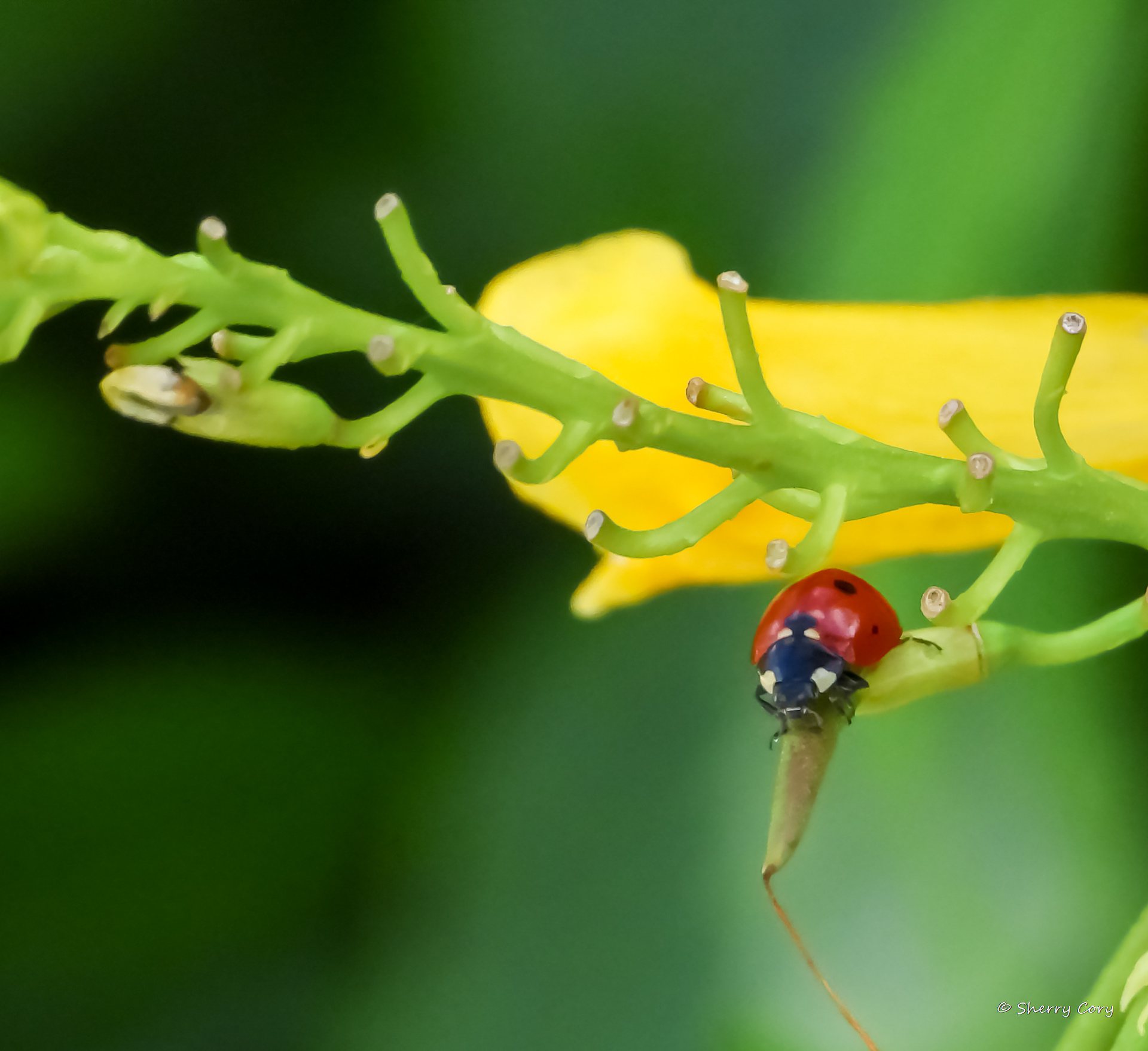 Seven Spotted Lady Beetle