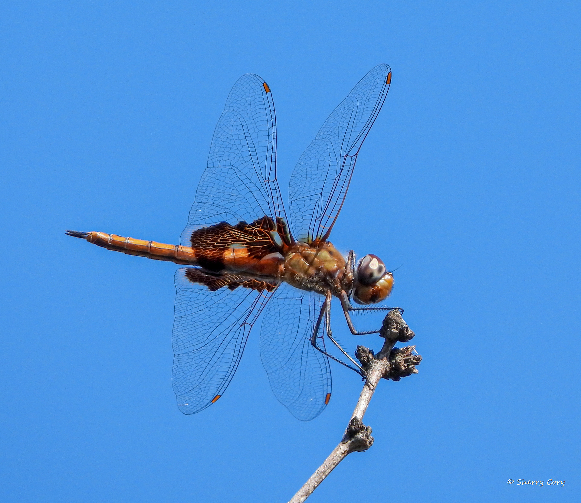 Red Saddlebags