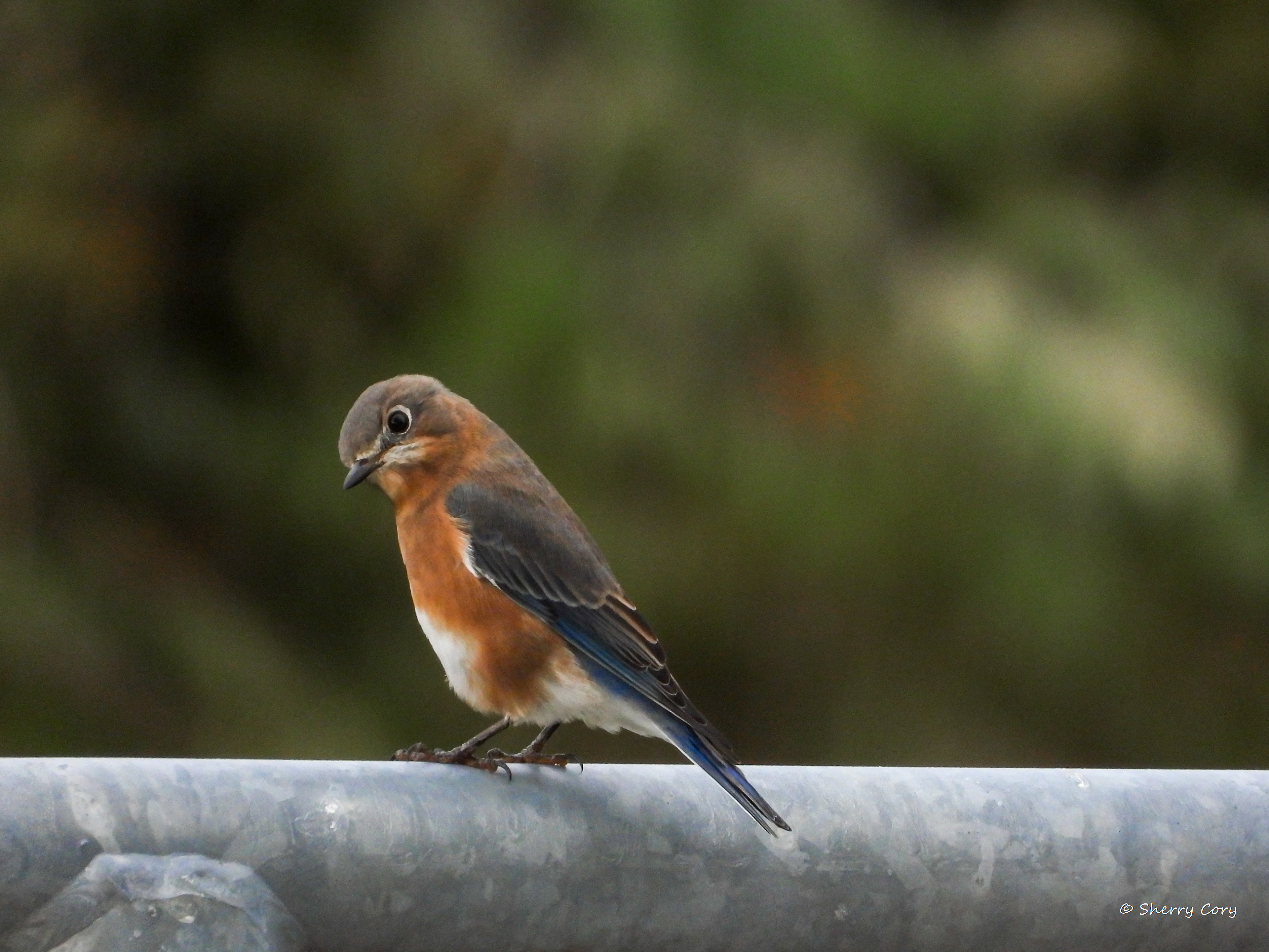 Juvenile Eastern Bluebird (Sialia sialis)