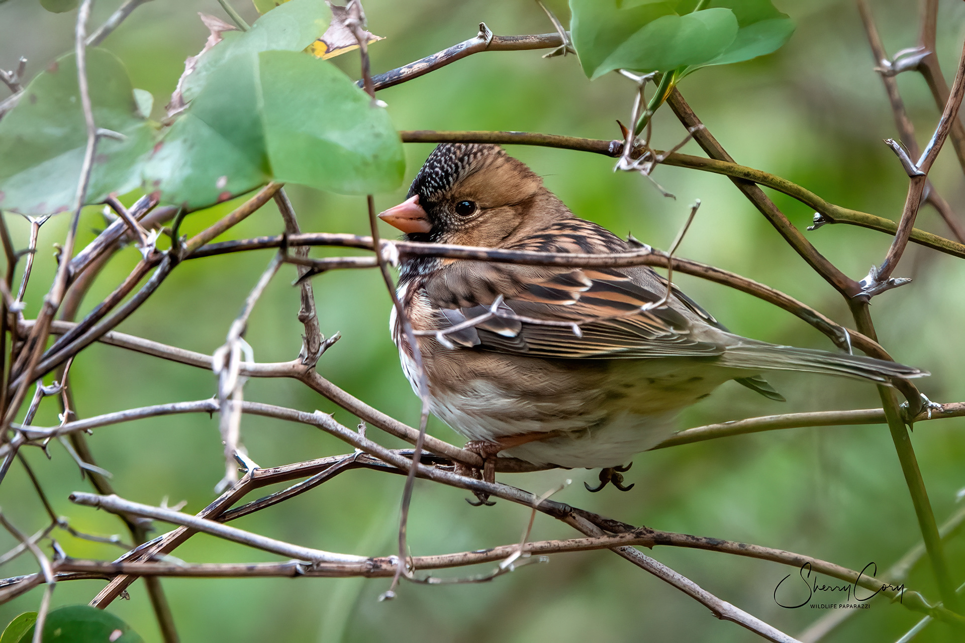 Harris's Sparrow (Zonotrichia querula)