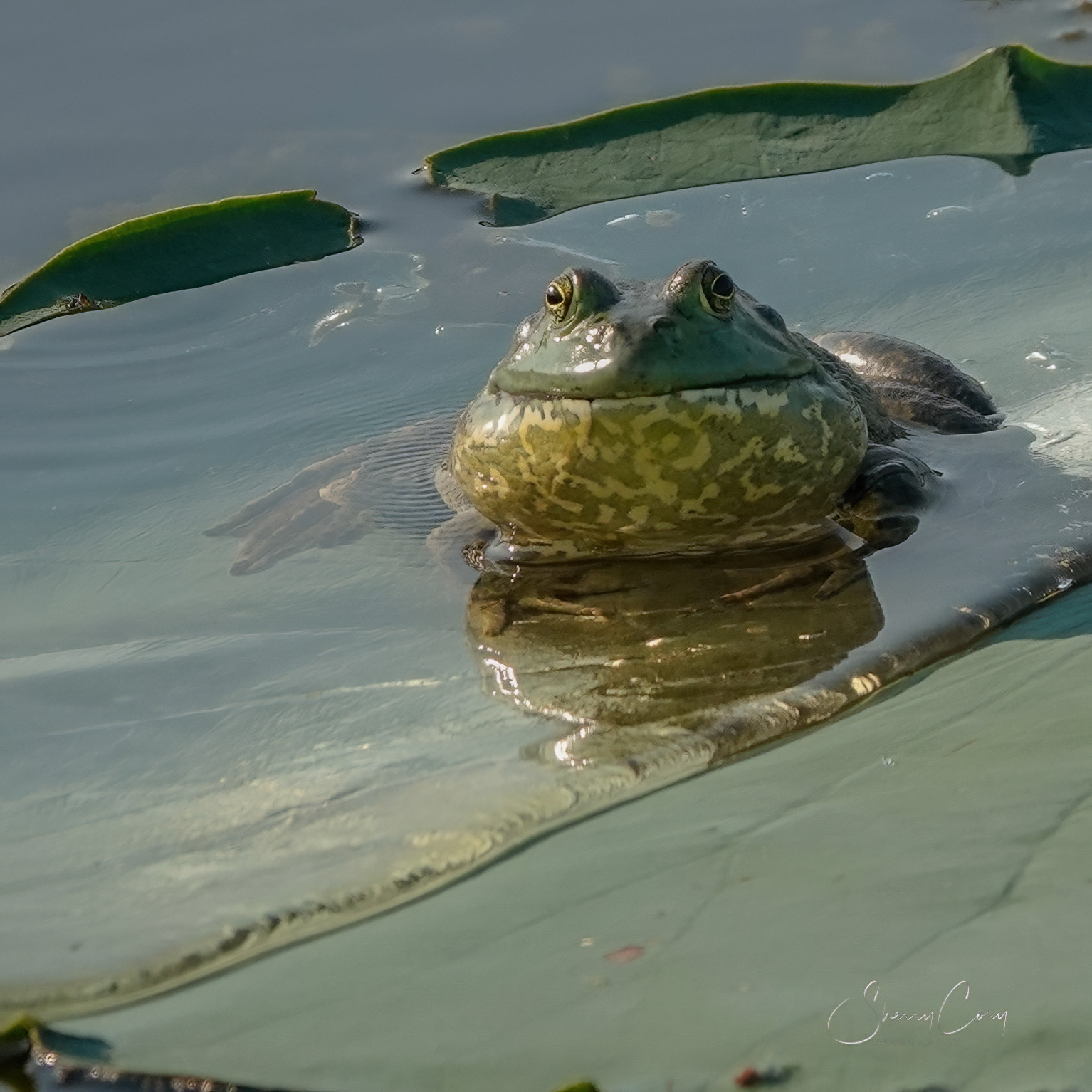 Bullfrog