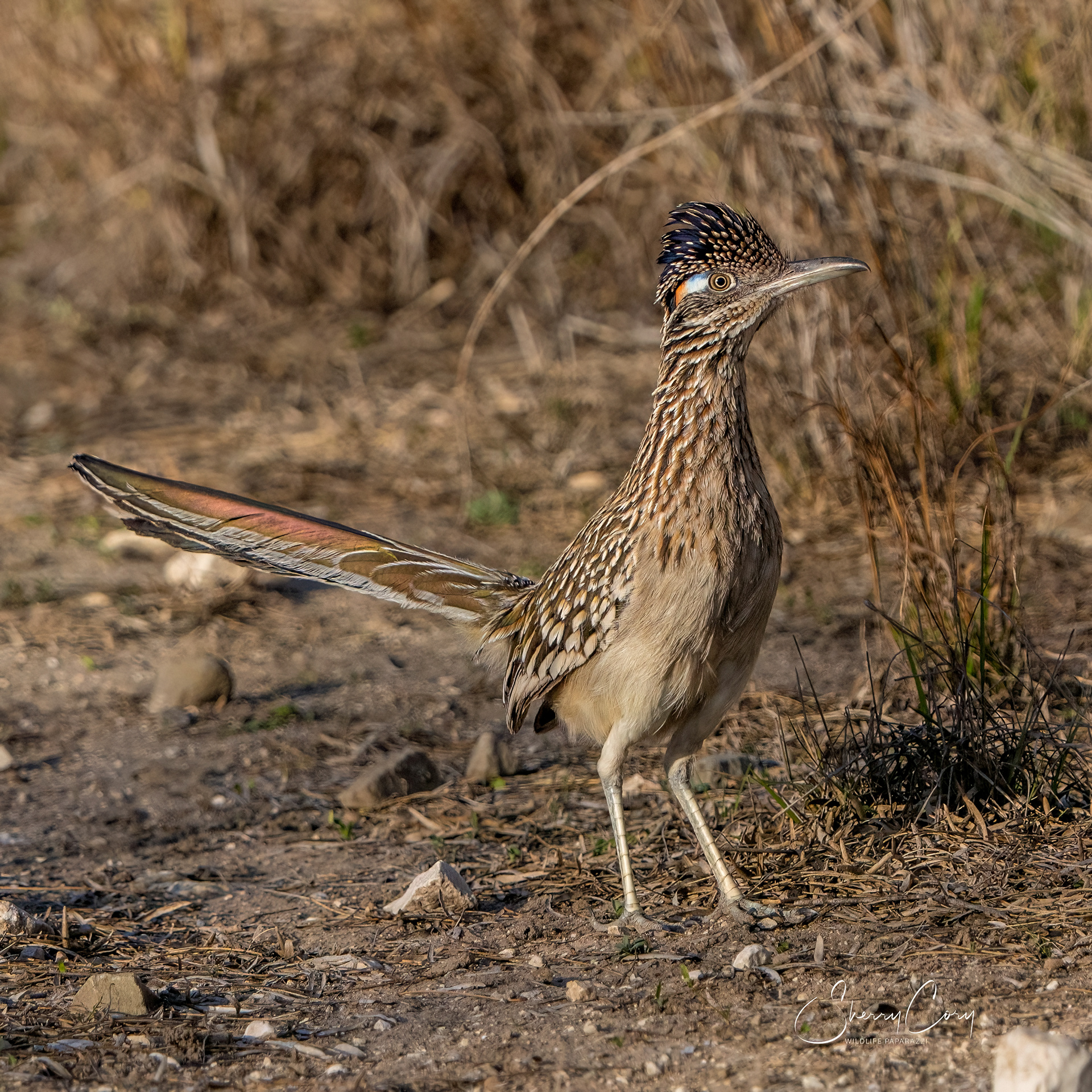 Greater Roadrunner