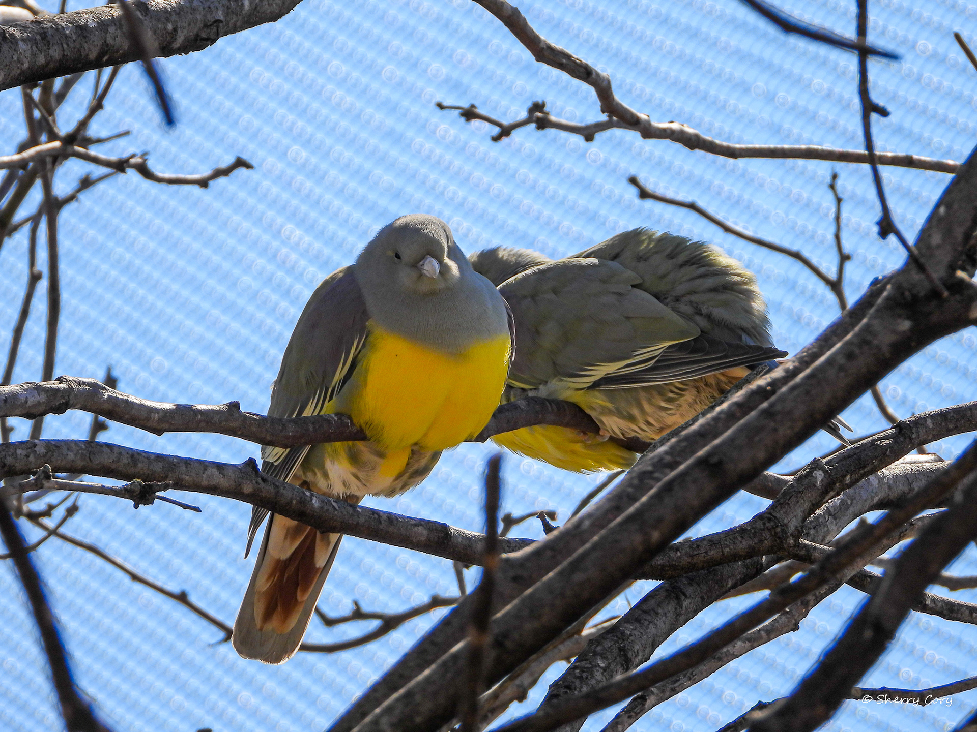 Bruce's Green Pigeon