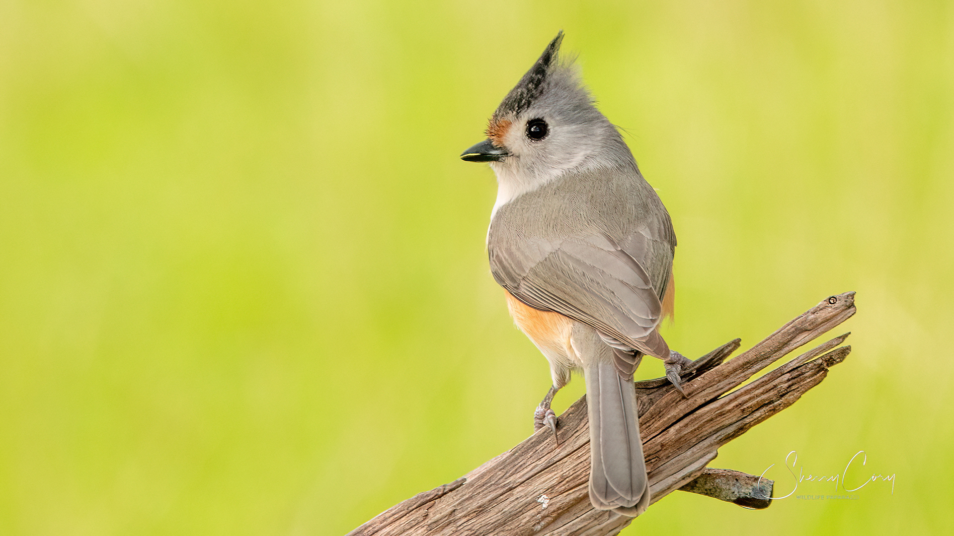 Black Crested Titmouse (Baeolophus atricristatus)