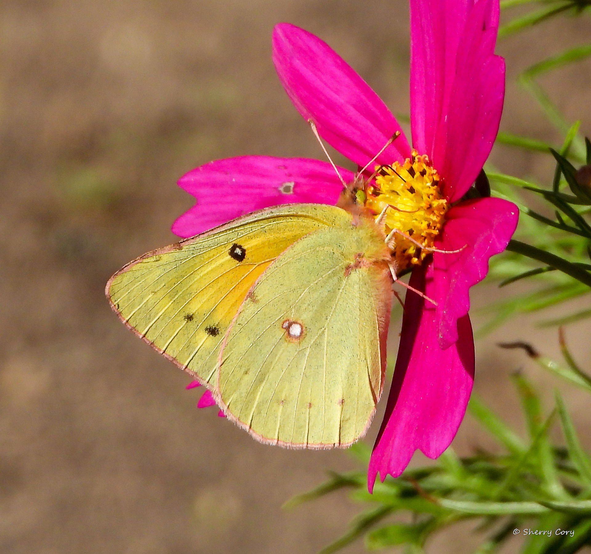 Orange Sulphur