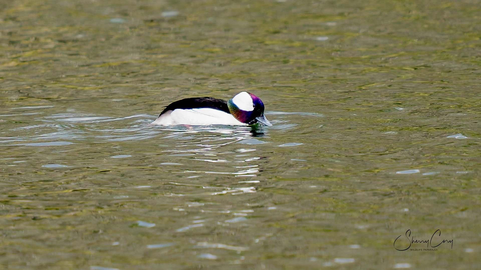 Bufflehead (Bucephala albeola)