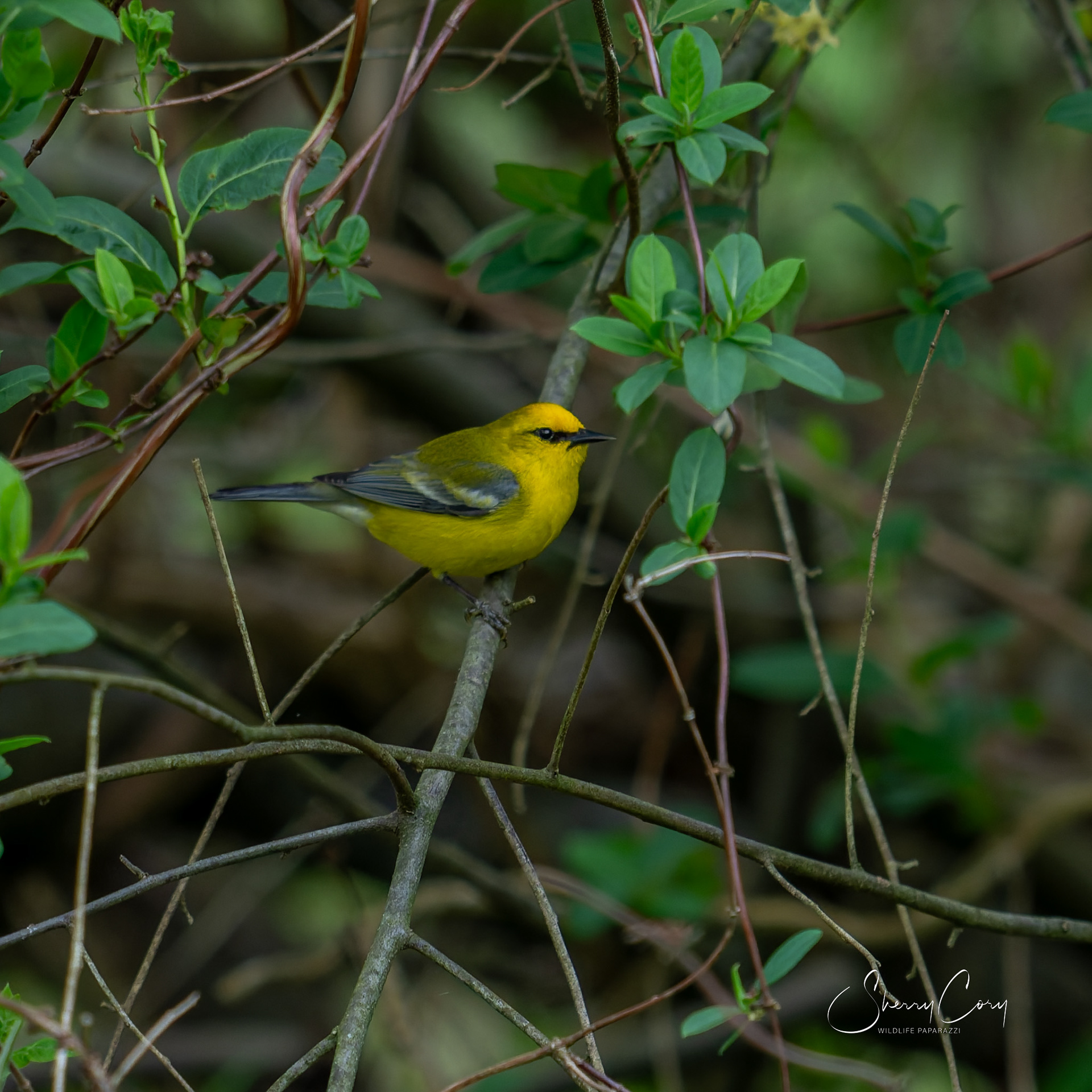 Blue Winged Warbler