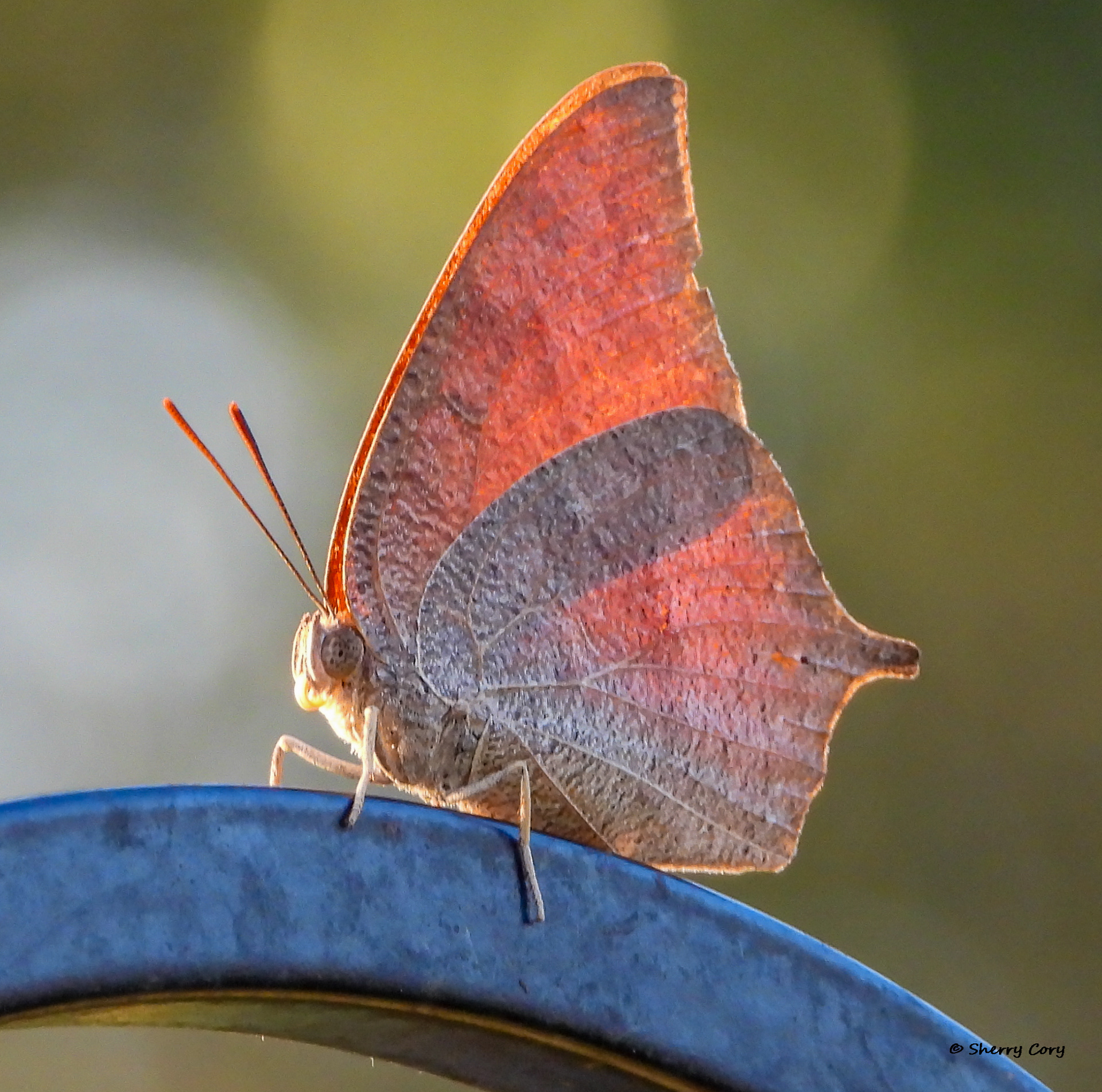 Goatweed Leafwing