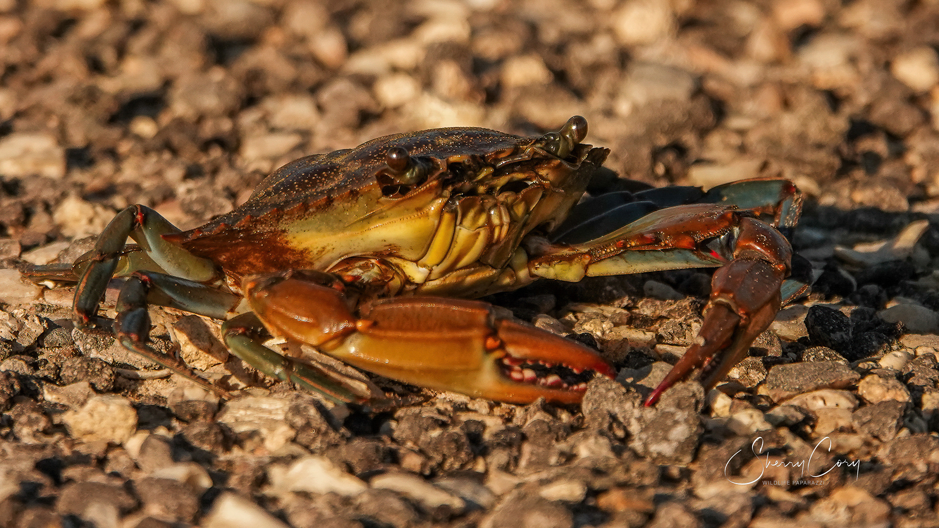 Blue Crab