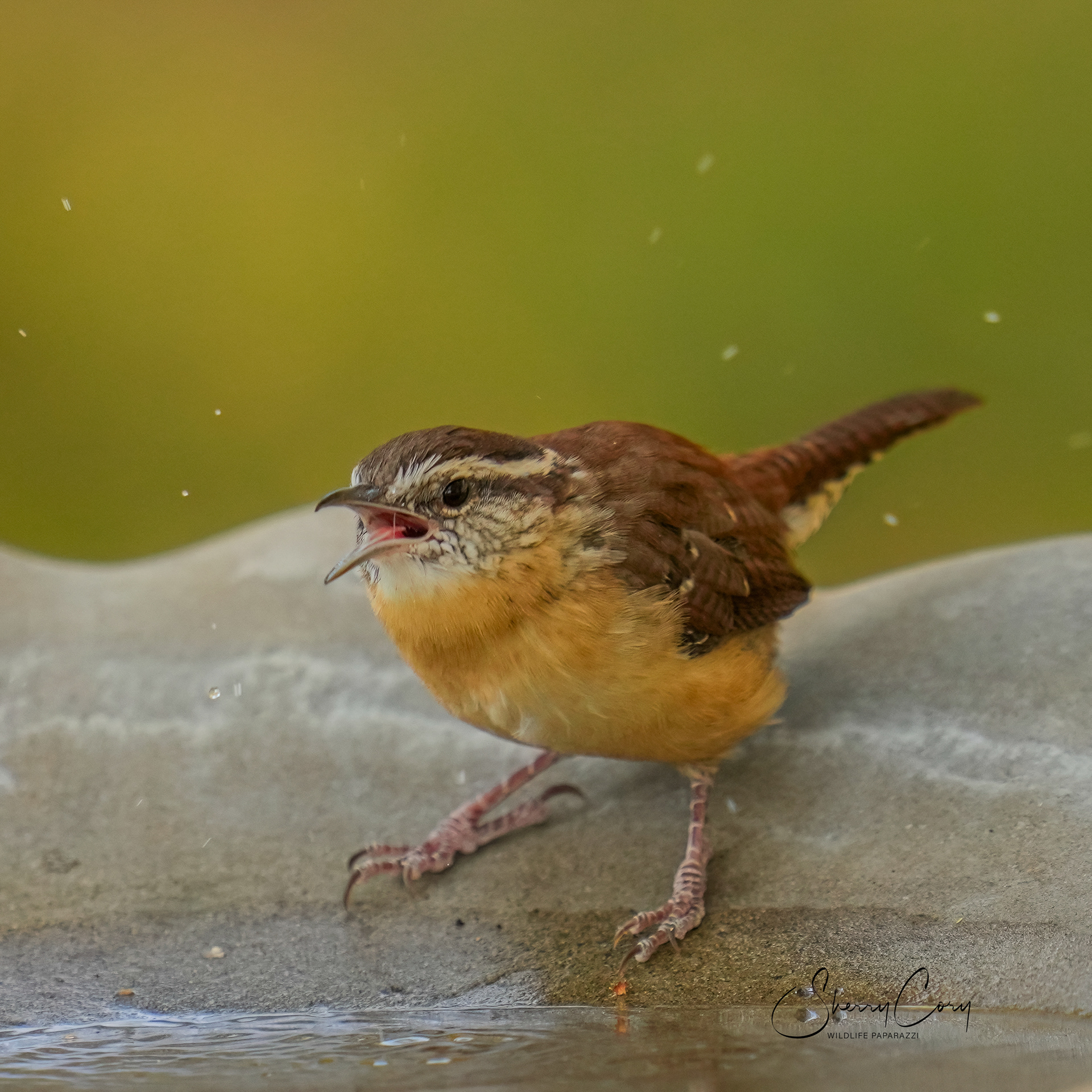 Carolina Wren (Thryothorus ludovicianus)