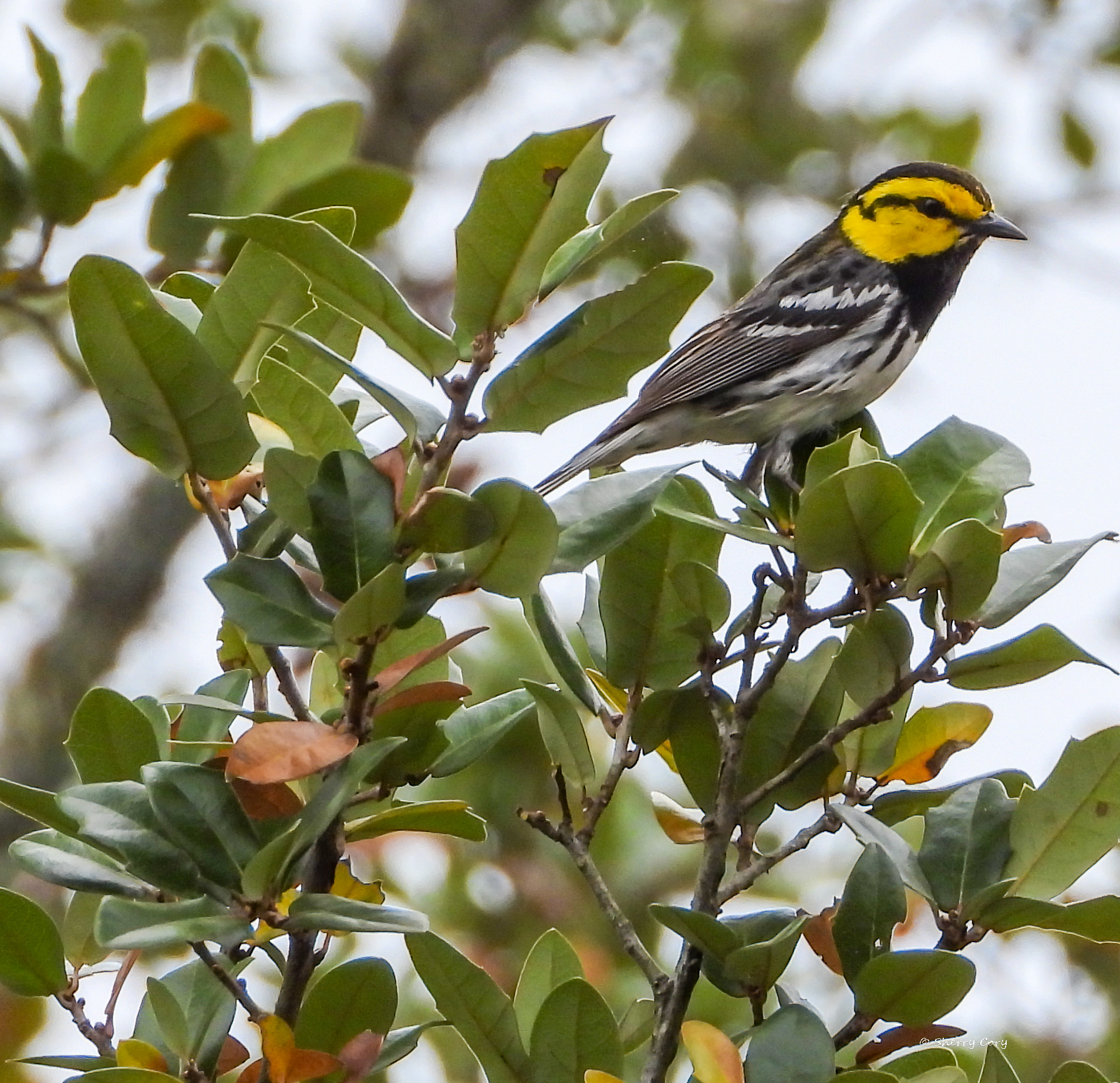 Golden Cheeked Warbler (Setophaga chrysoparia)