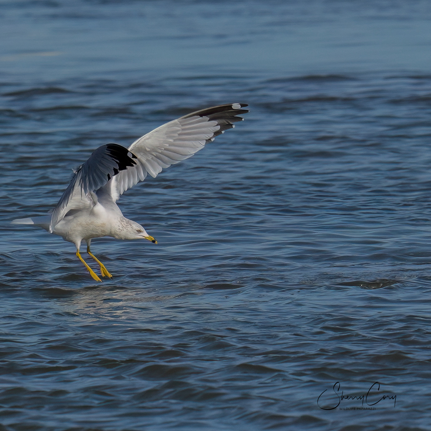 Ring Billed Gull