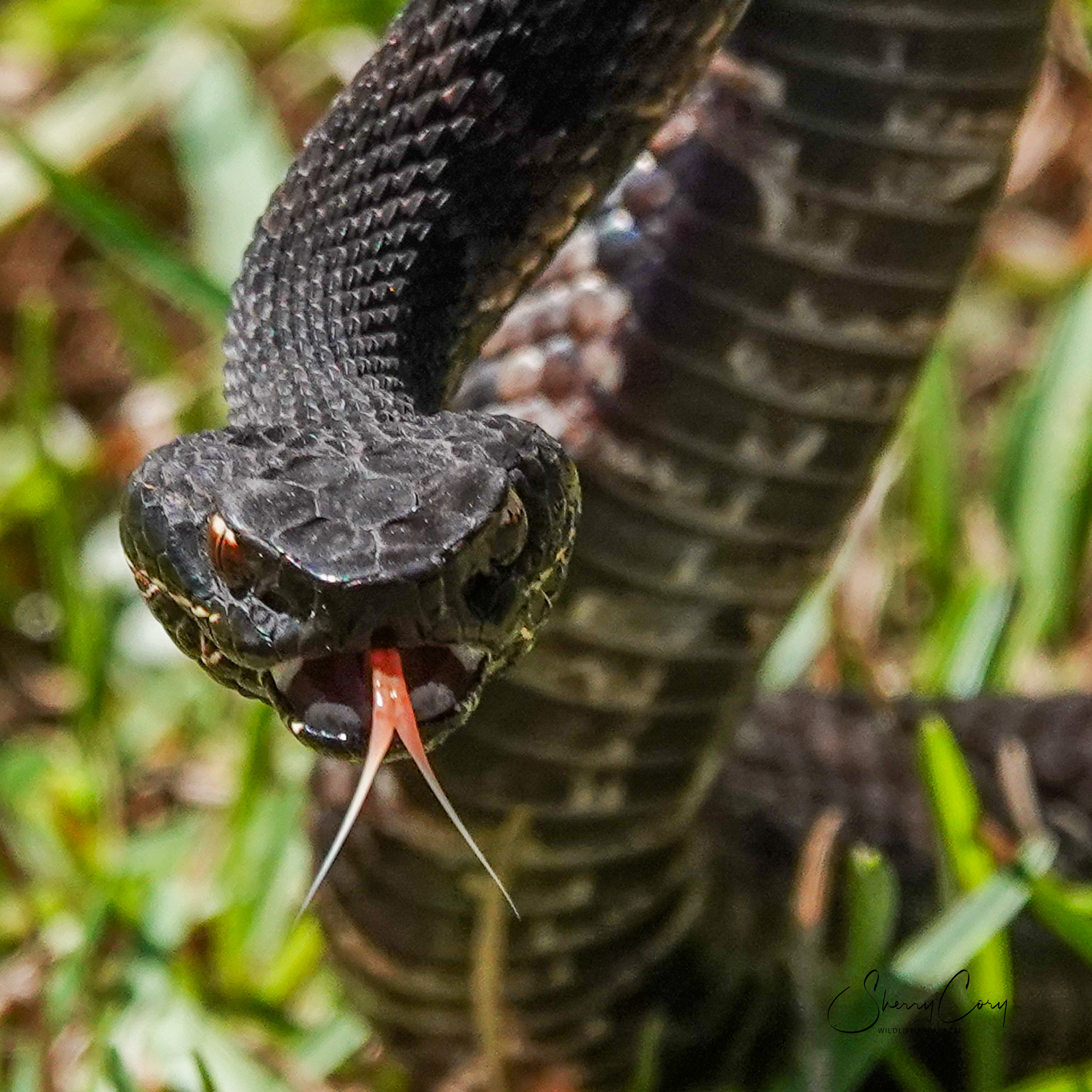 Cottonmouth (V)