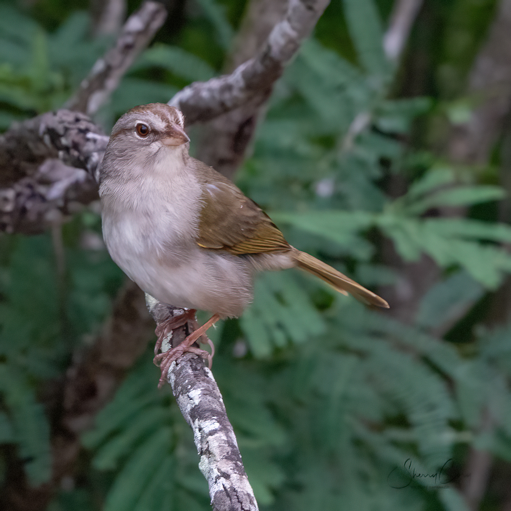 Olive Sparrow (Arremonops rufivirgatus)