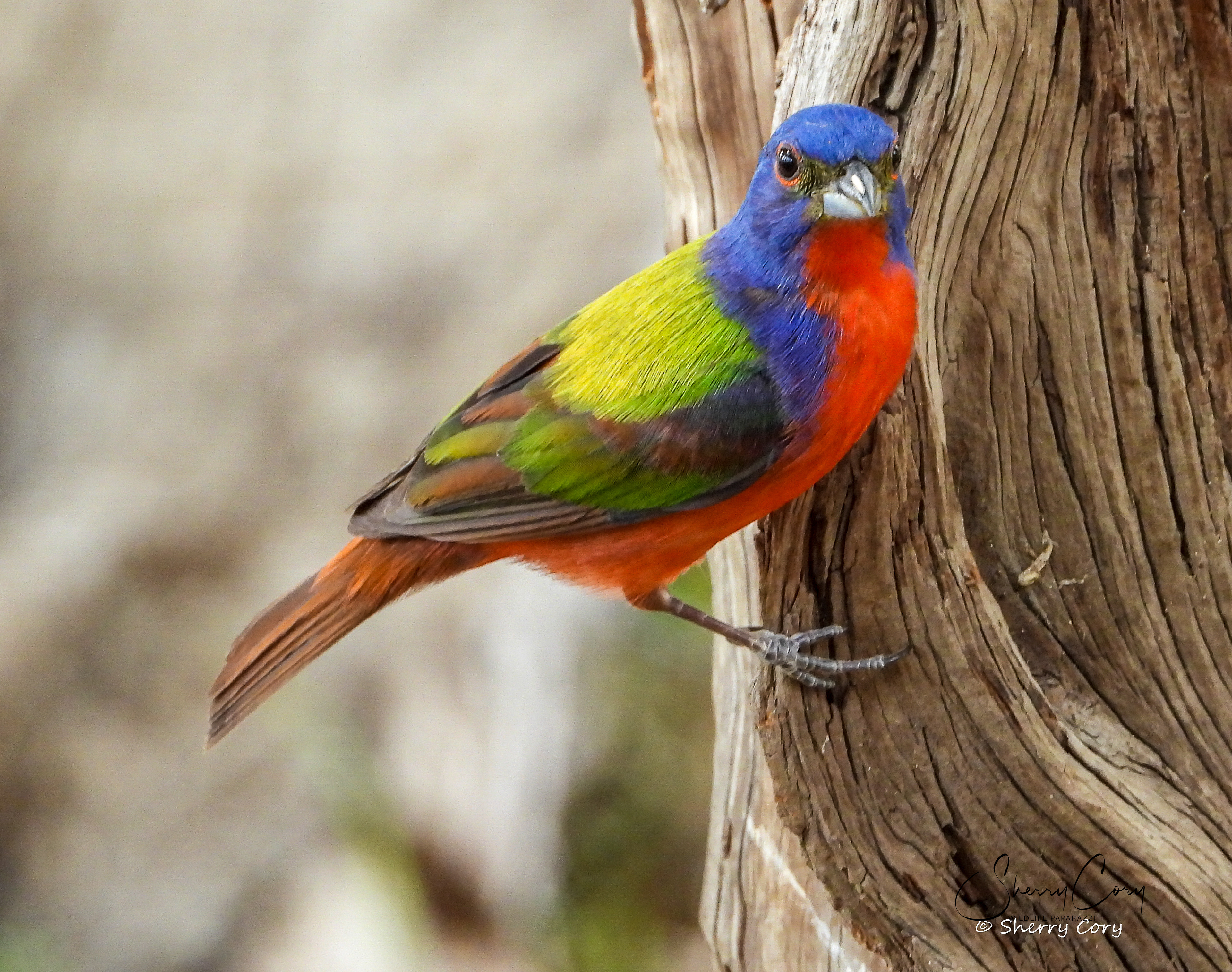 Painted Bunting 2/10