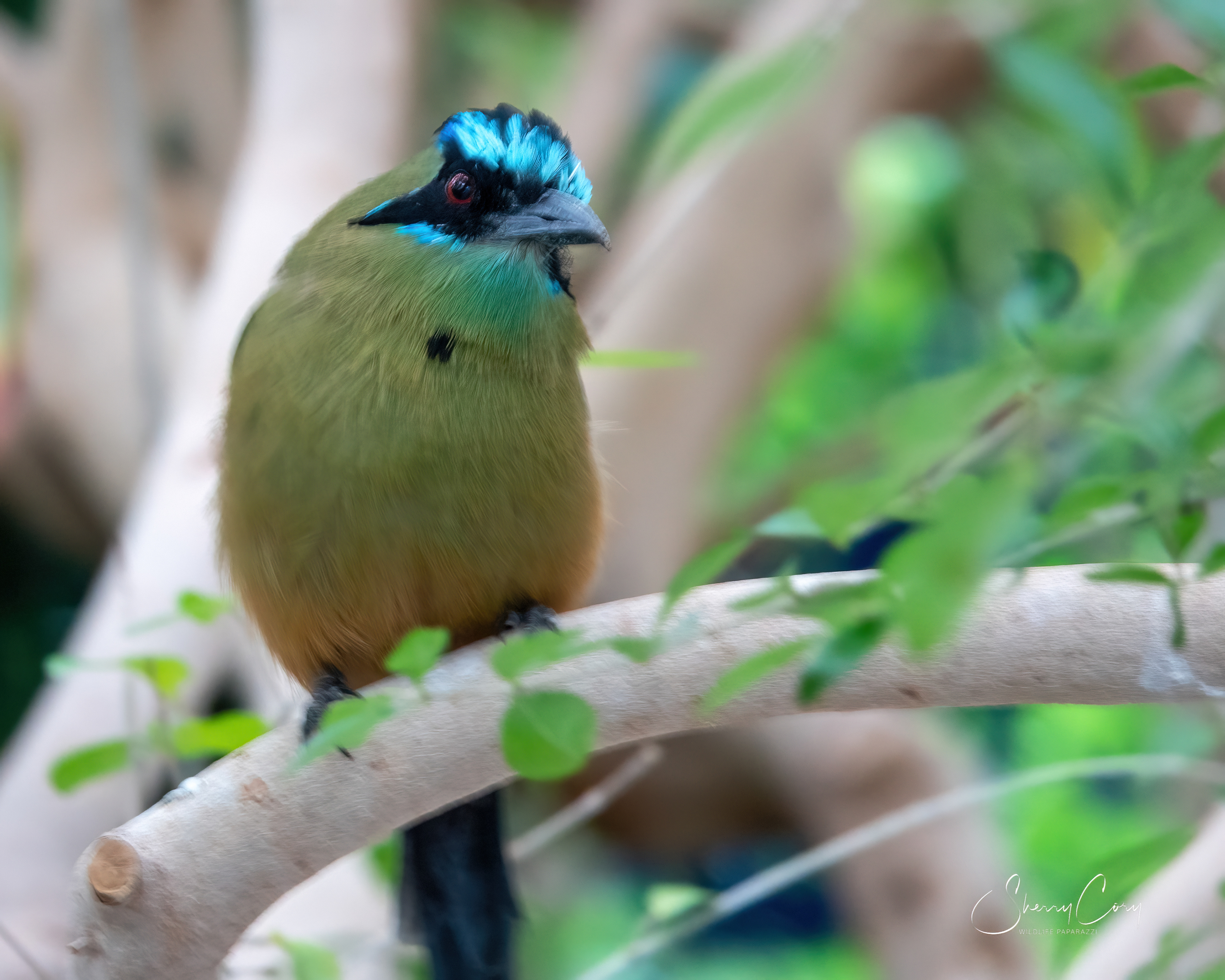 Blue Crowned Motmot