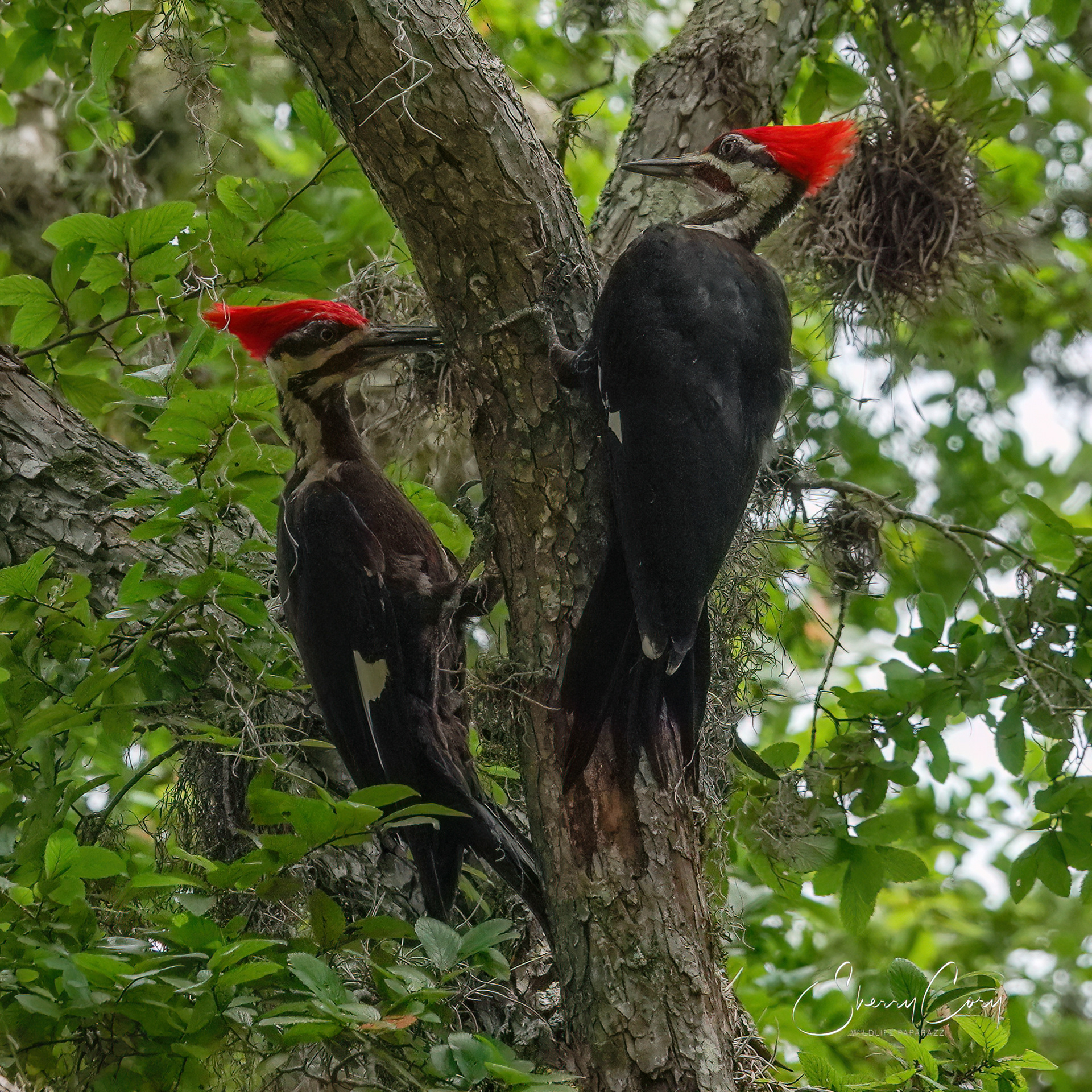 Pileated Woodpeckers