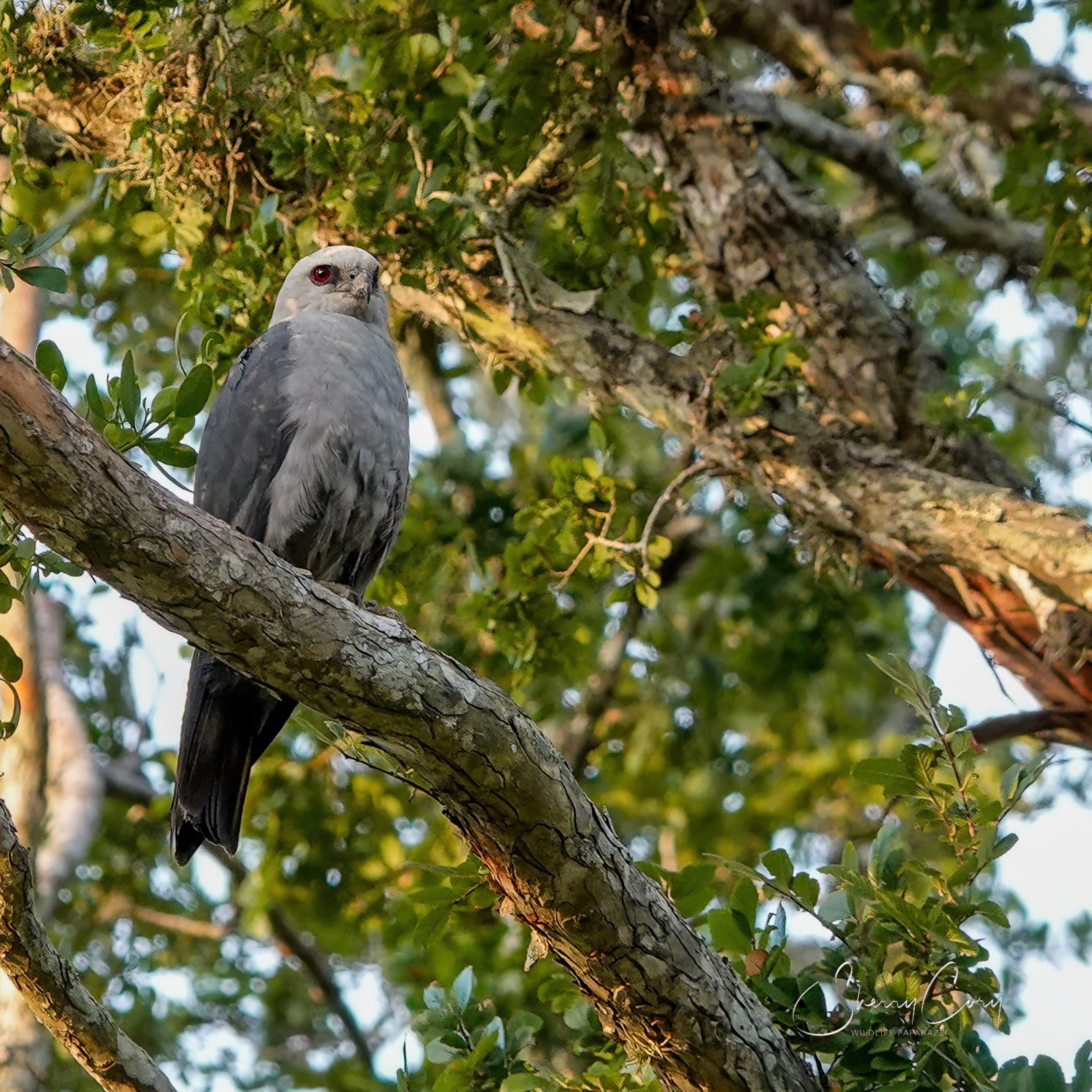 Mississippi Kite (Ictinaa mississippiensis)