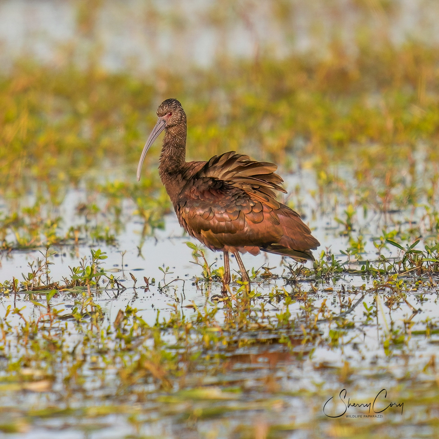 White Faced Ibis