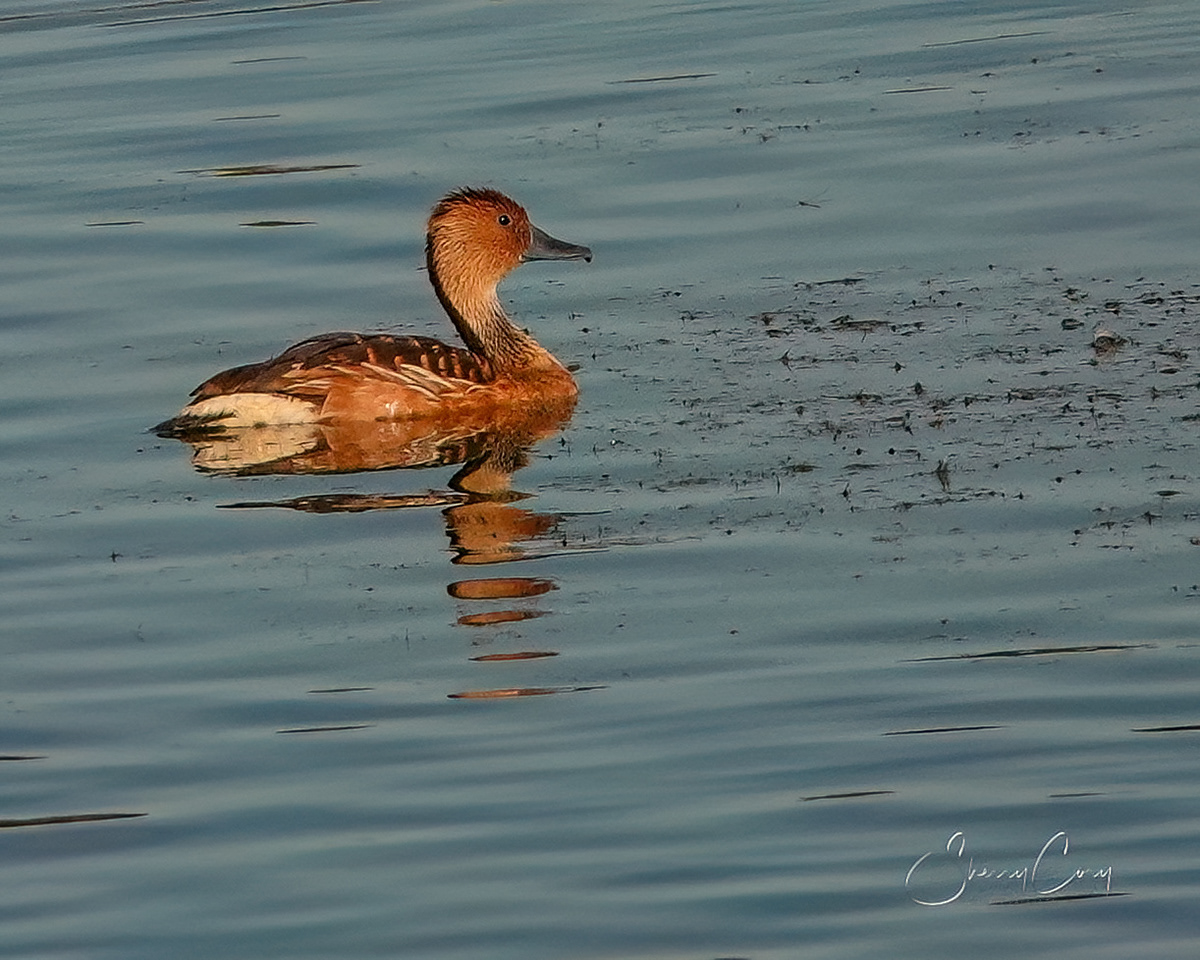 Fulvous Whistling Duck (Dendrocygna bicolor)