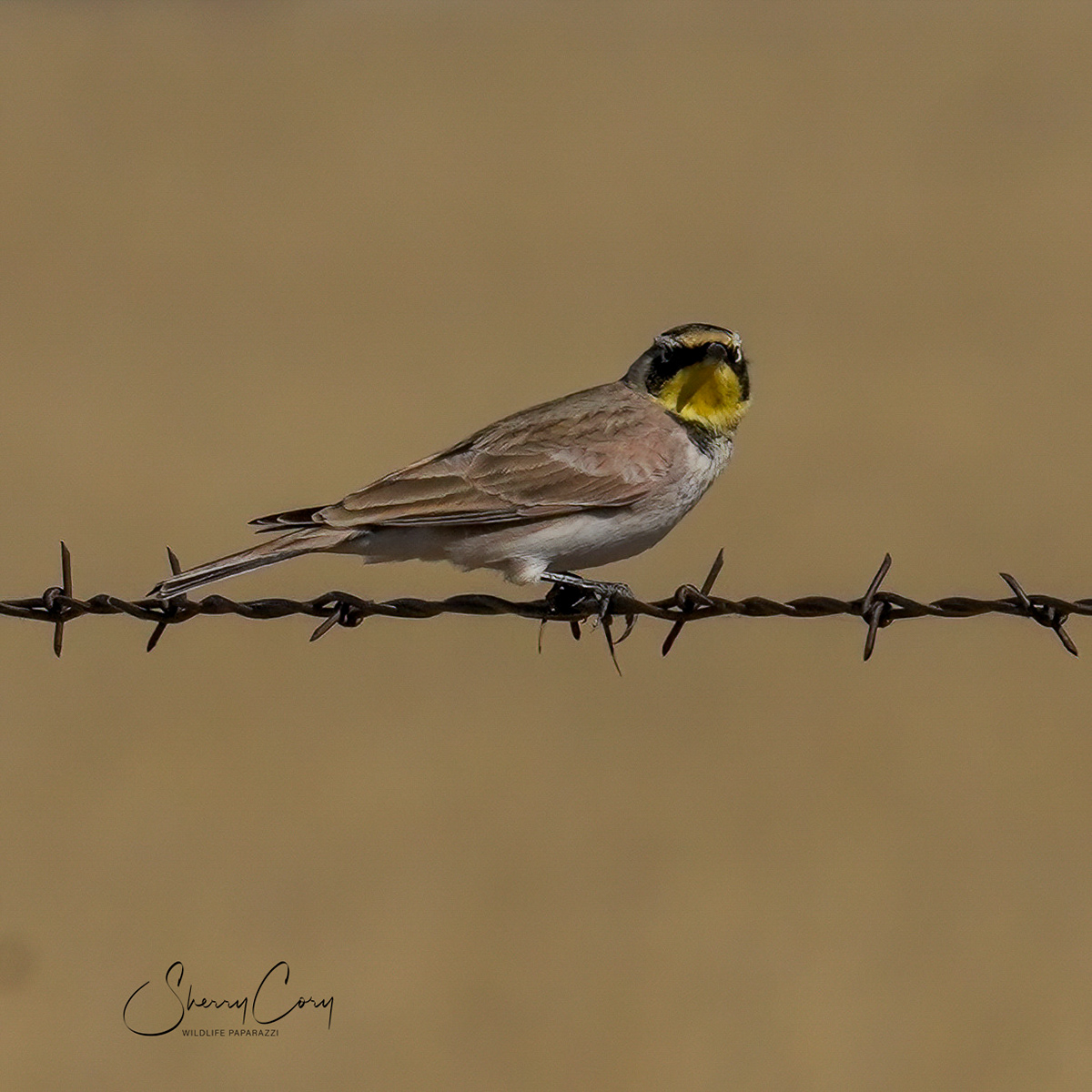 Horned Lark