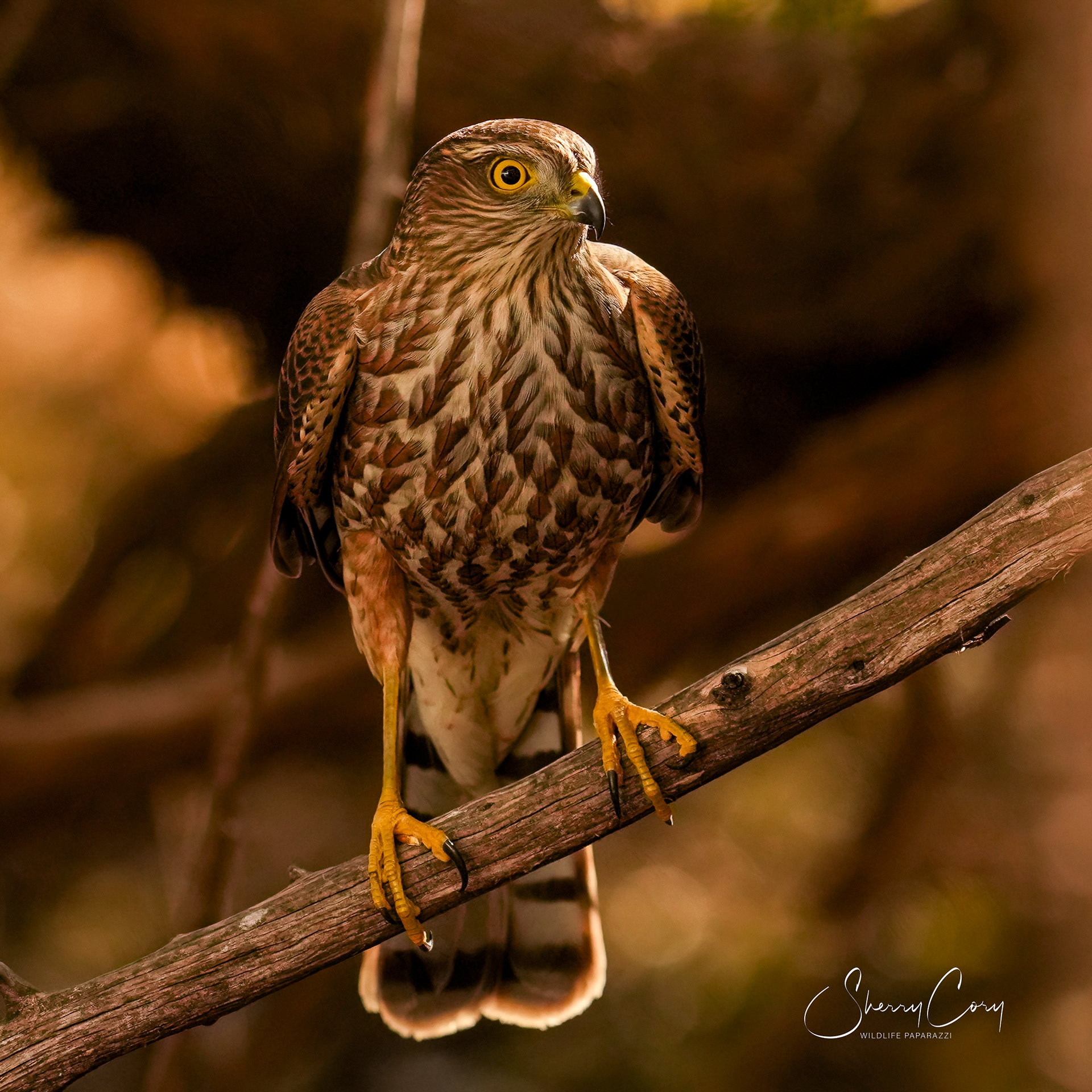 Sharp Shinned Hawk