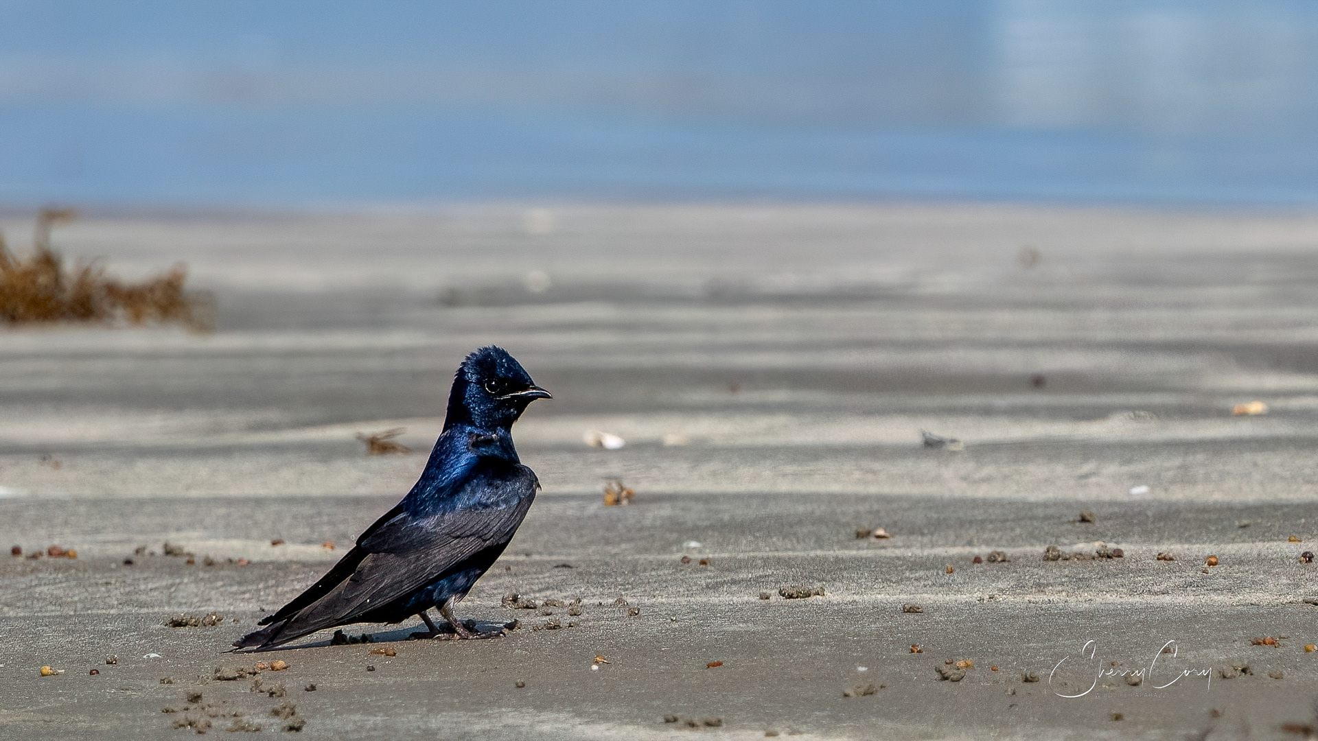 Purple Martin