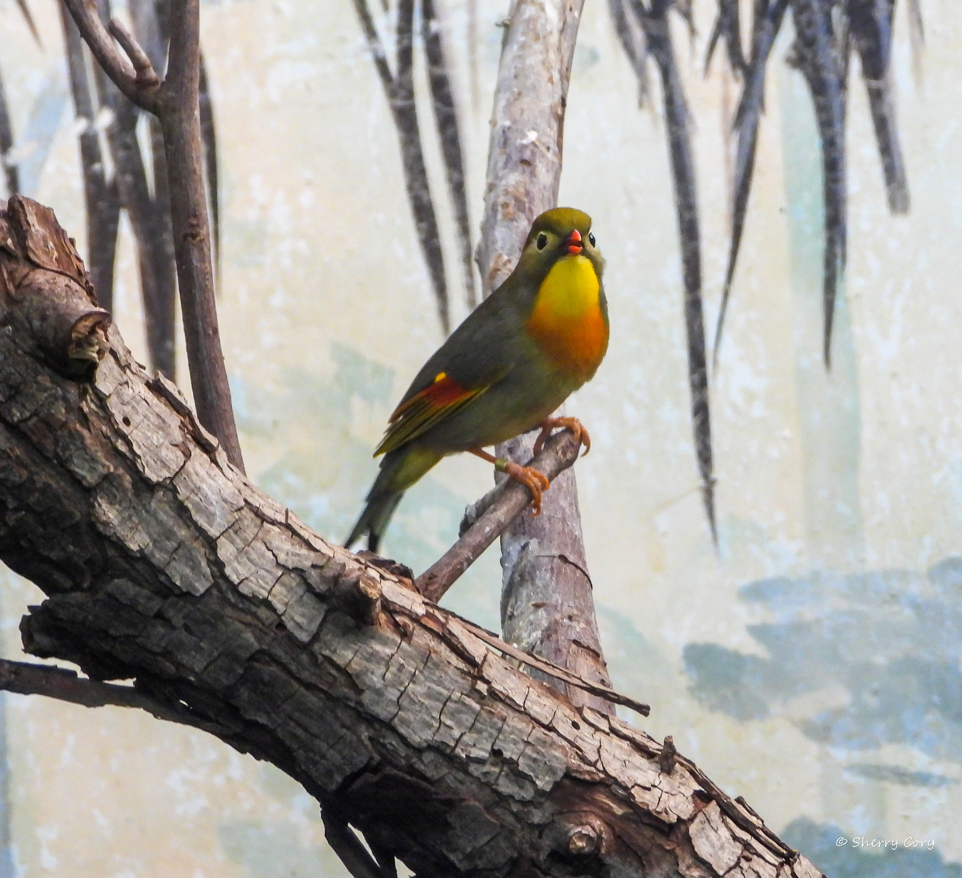 red billed leiothrix