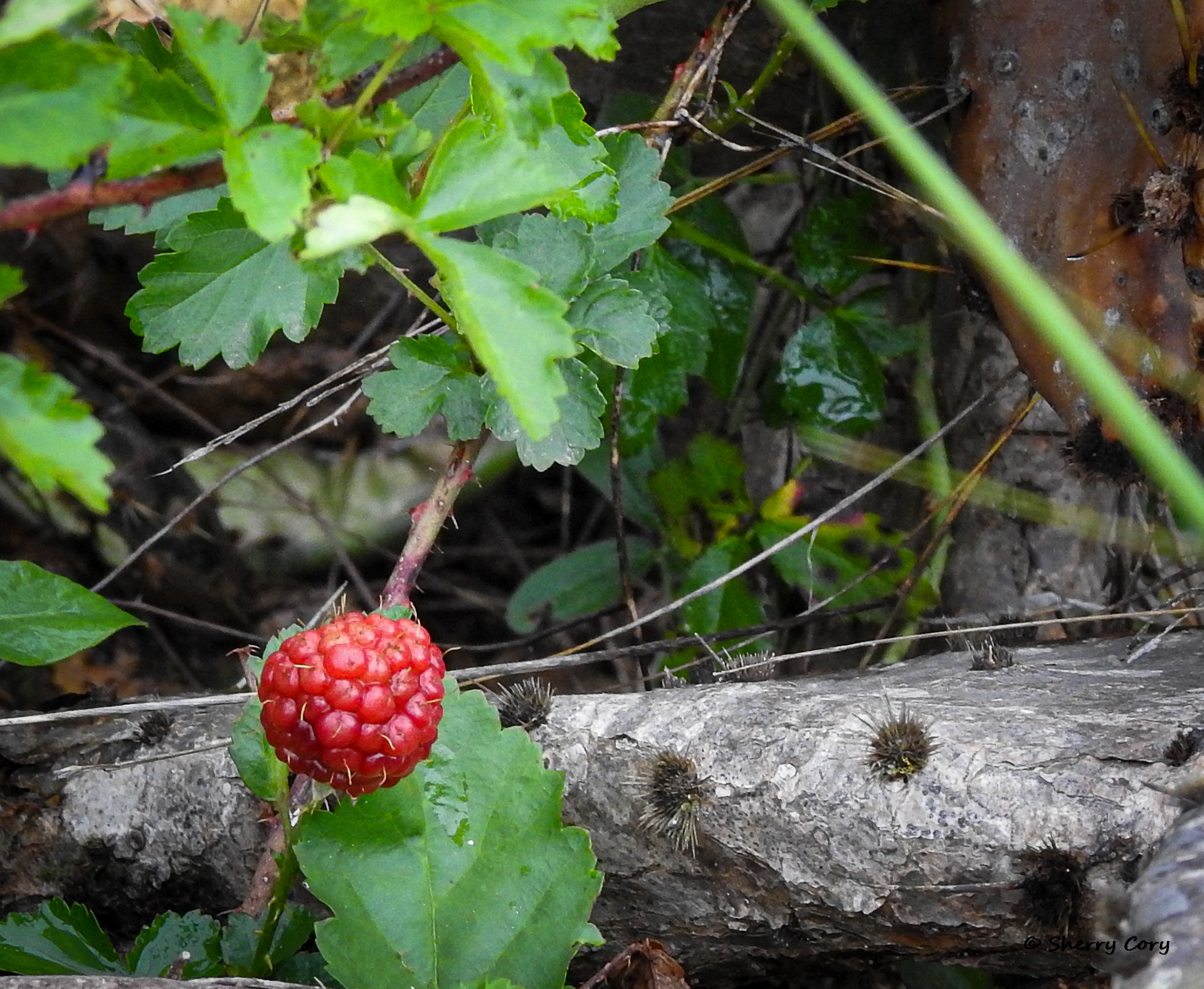 Dewberry