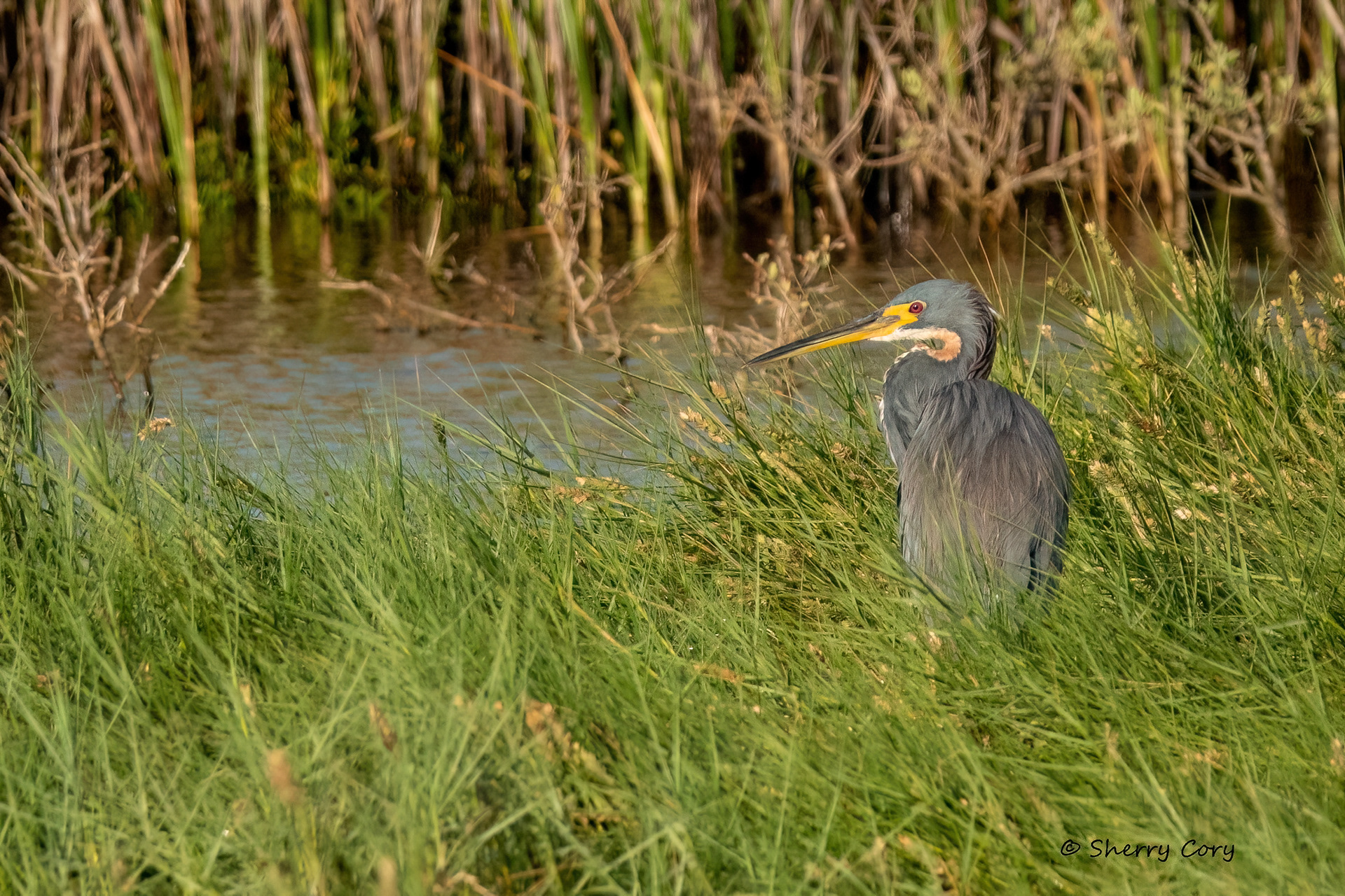 Tricolored Heron (Egretta tricolor)