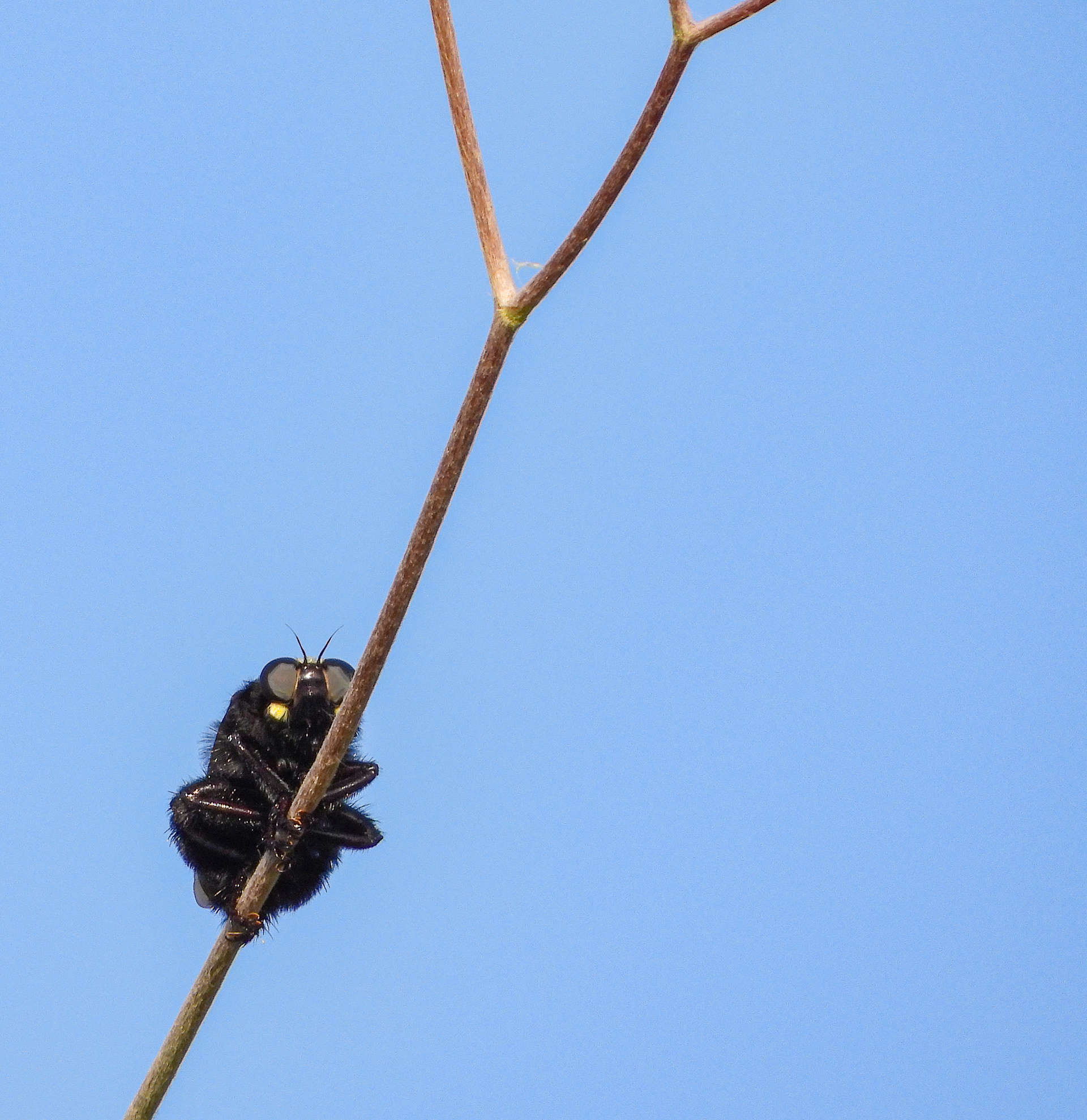 Beezlebub Bee Killer