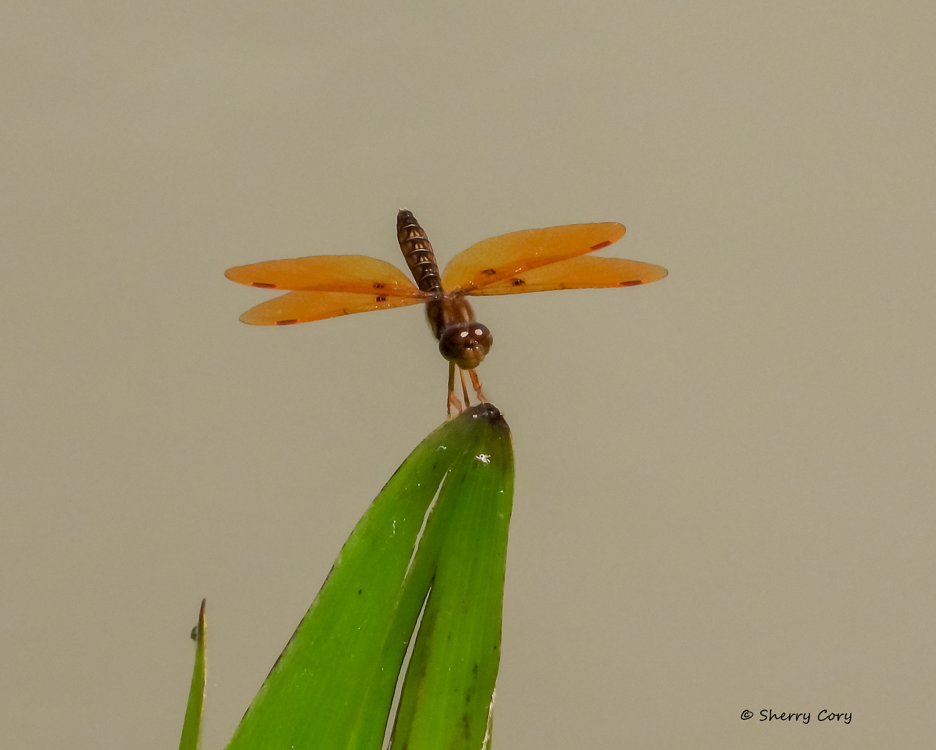 Eastern Amberwing