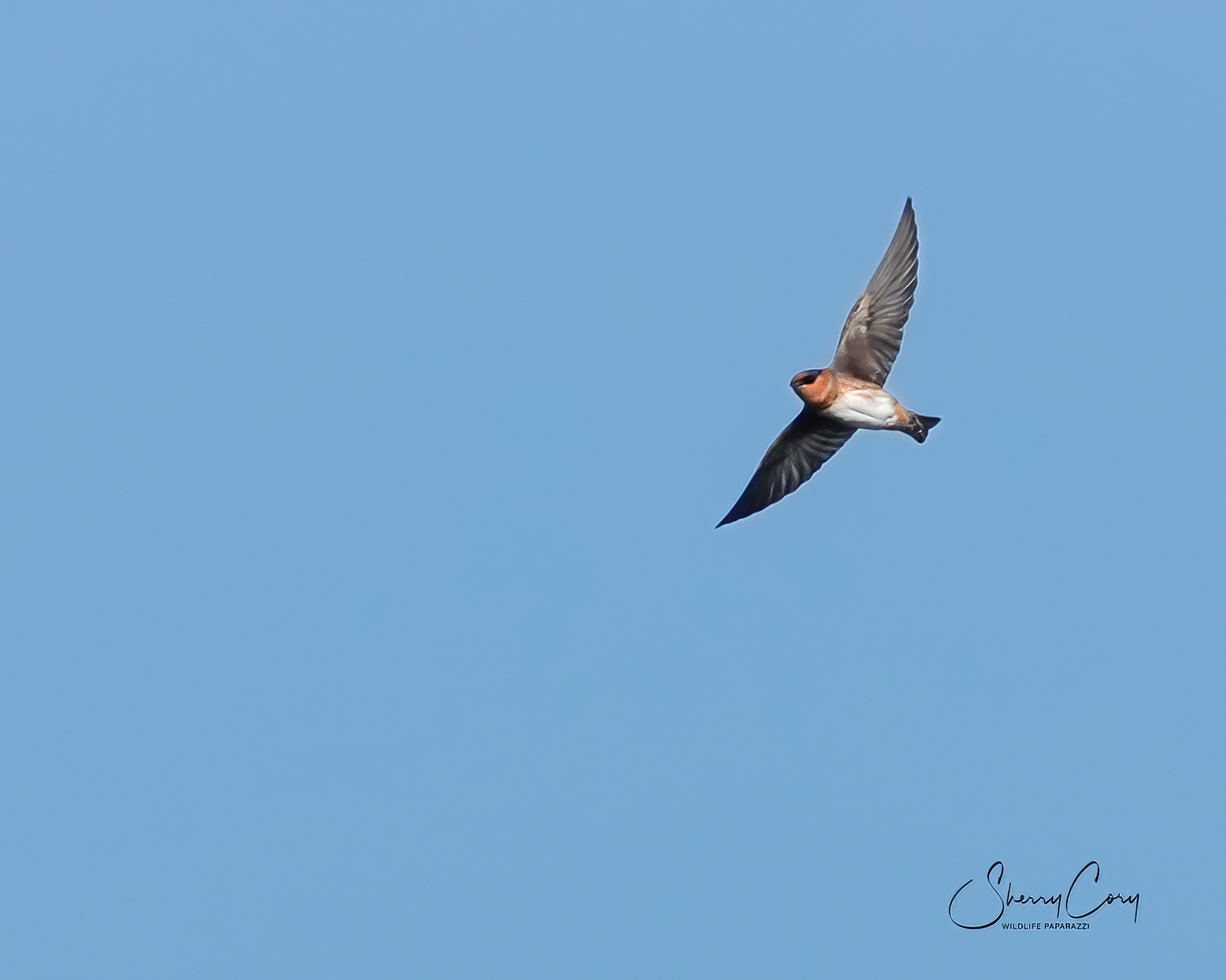 Cave Swallow (Petrochelidon fulva)