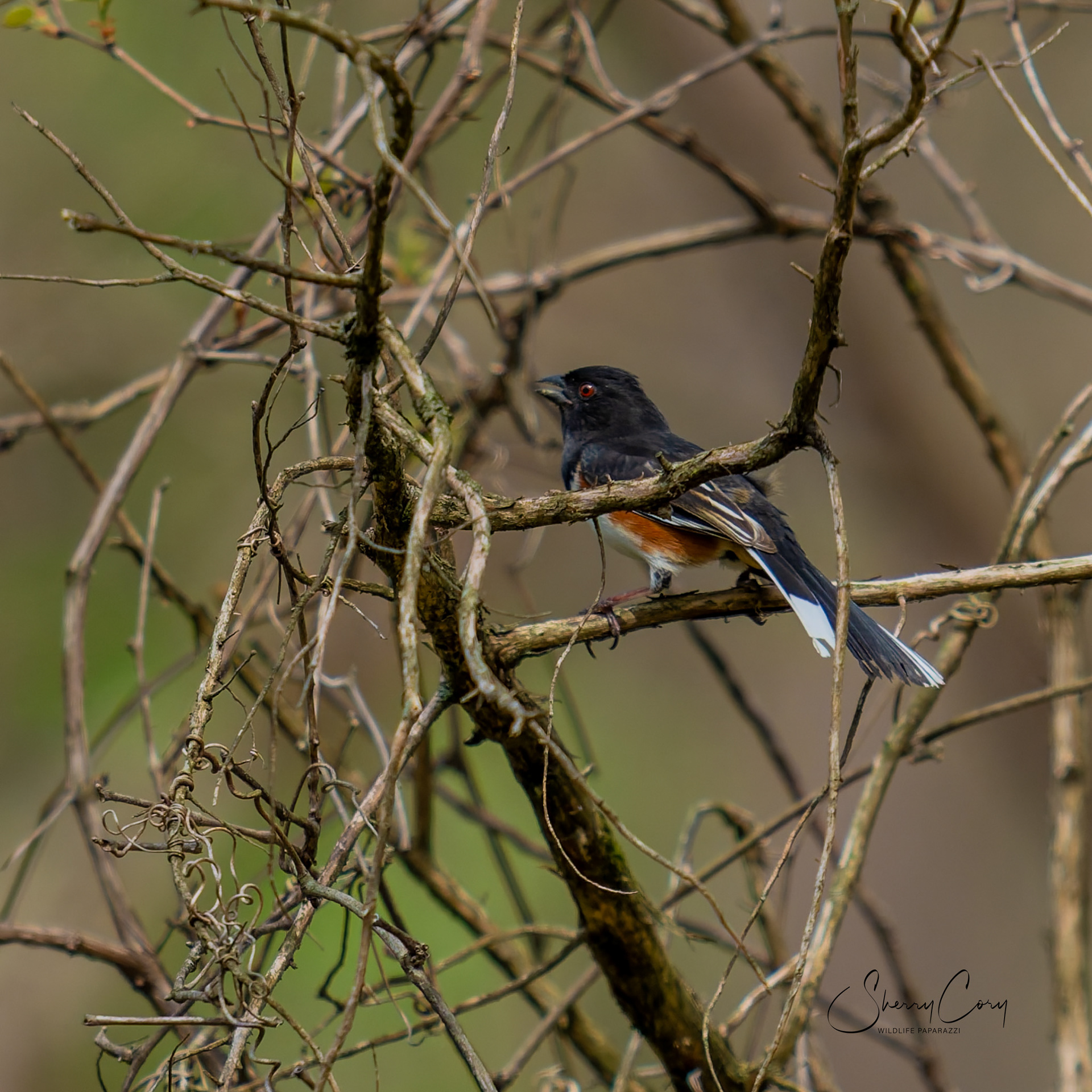 Eastern Towhee (Pipilo erythrophthalmus)