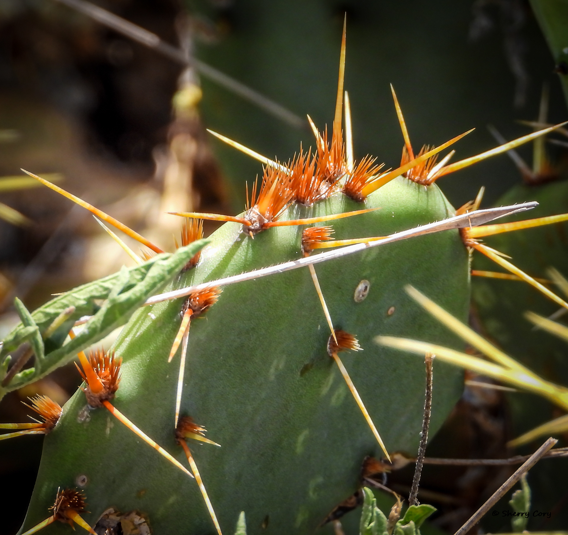 Prickly Pear