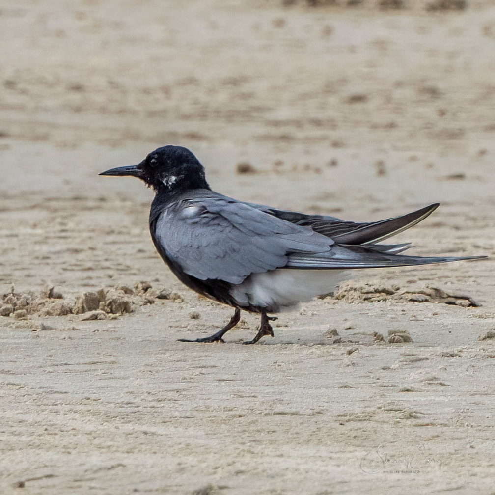 Black Tern (Childonias niger)