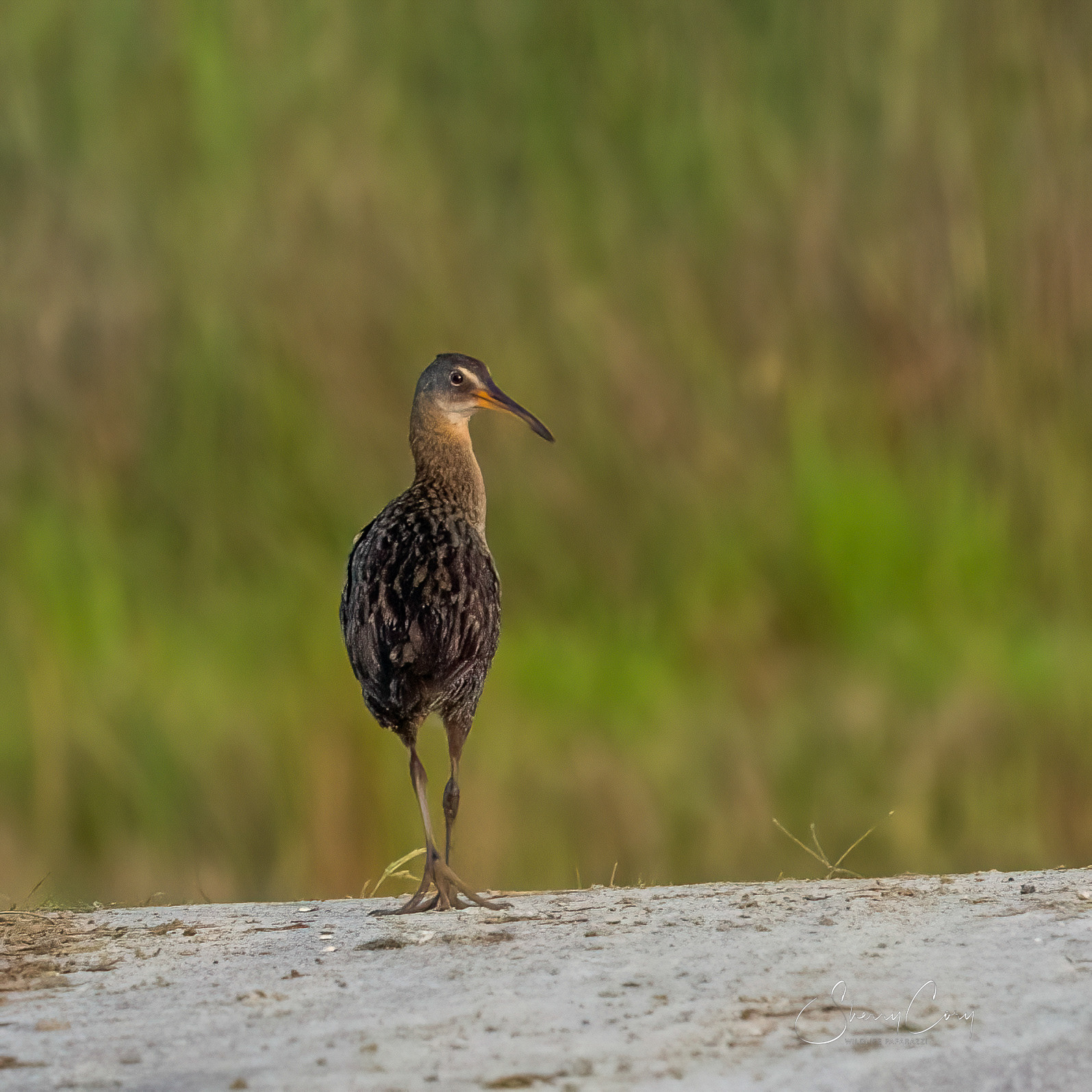 Clapper Rail