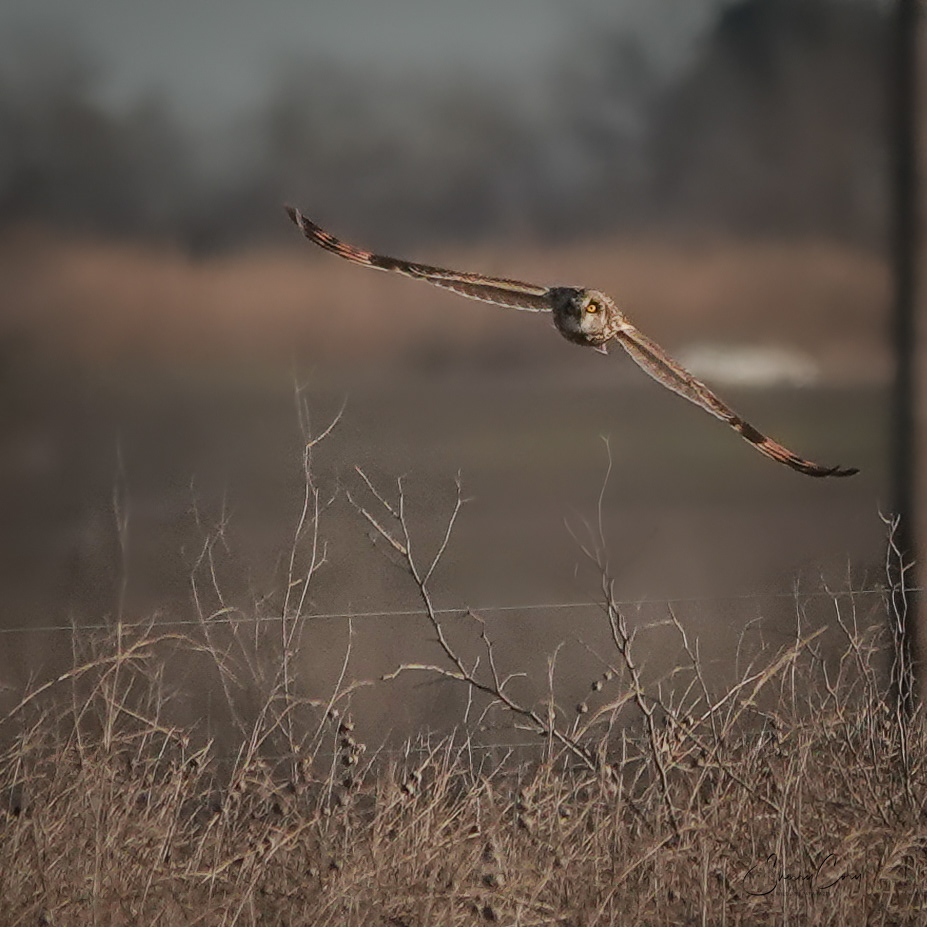 Short Eared Owl (Asio flammeus)