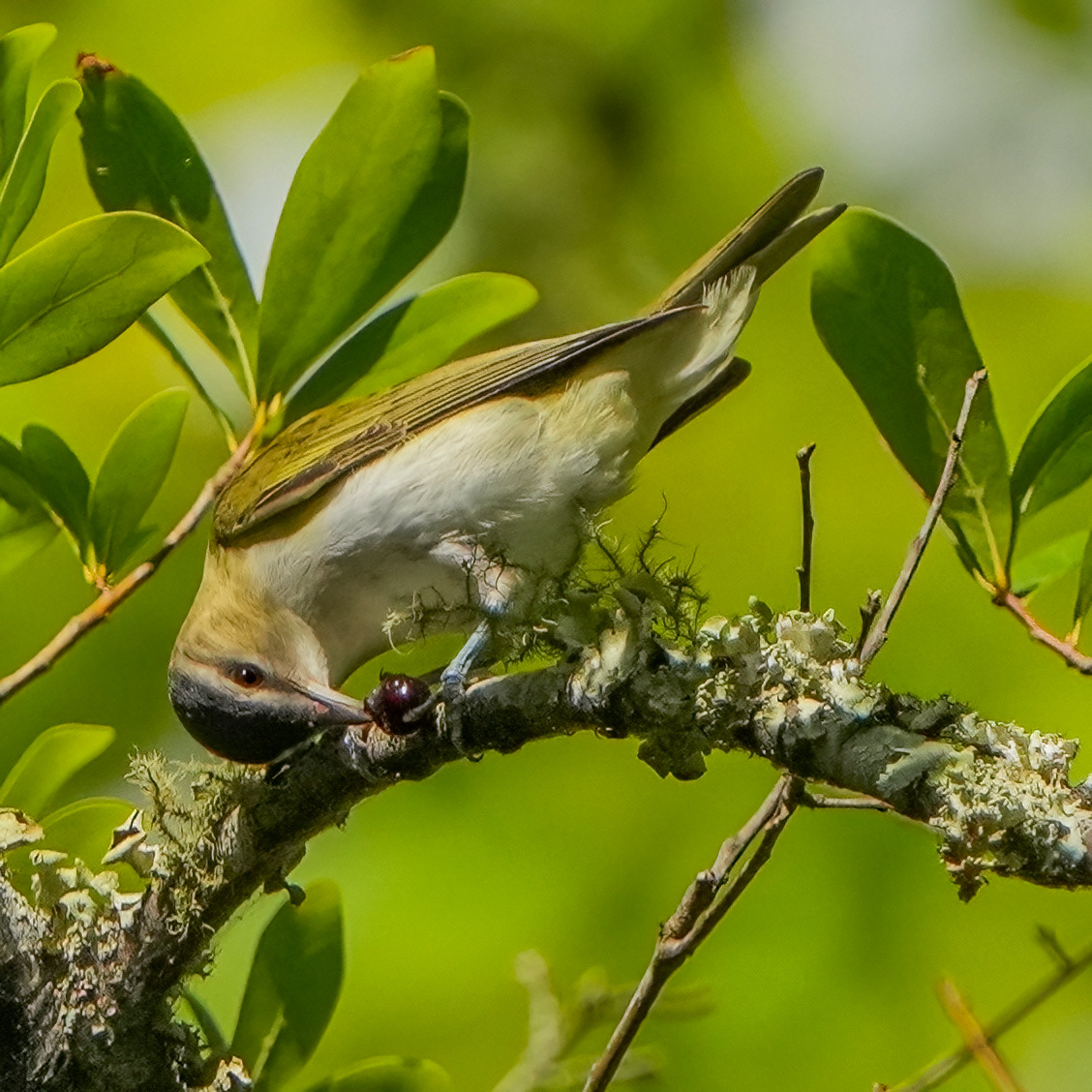 Red Eyed Vireo (Vireo olivaceus)