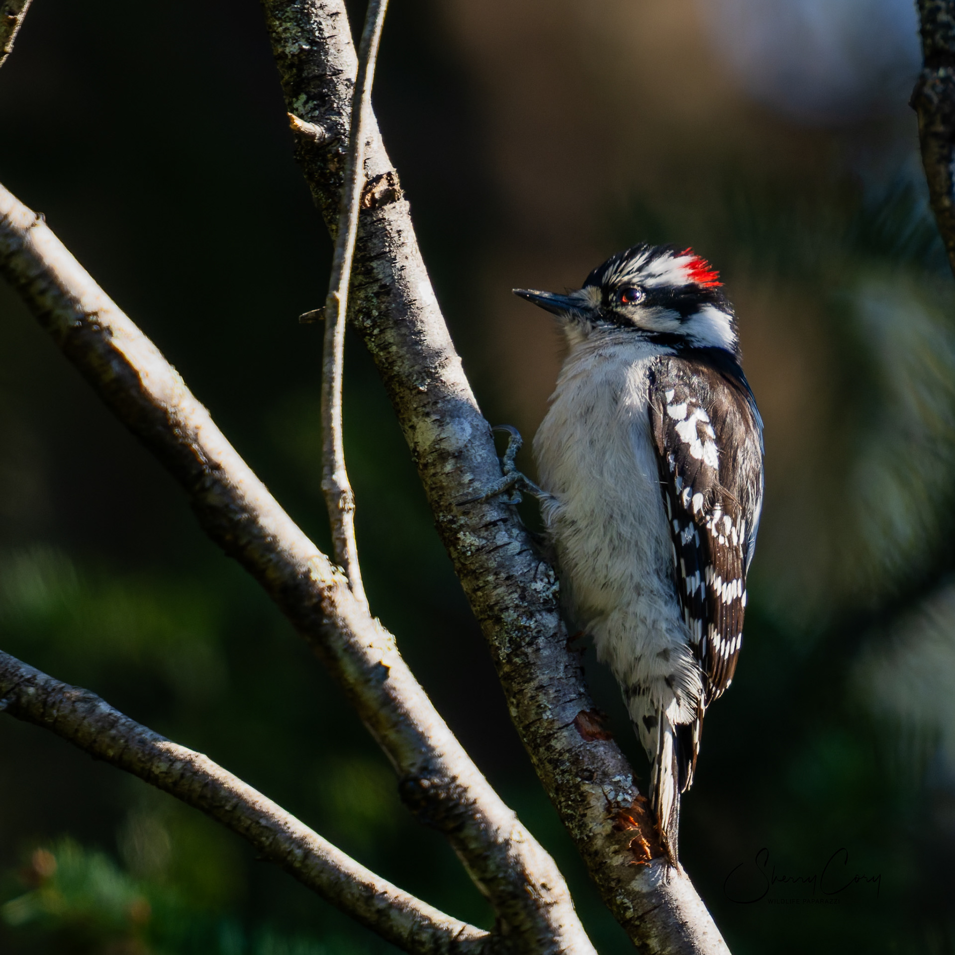Downy woodpecker